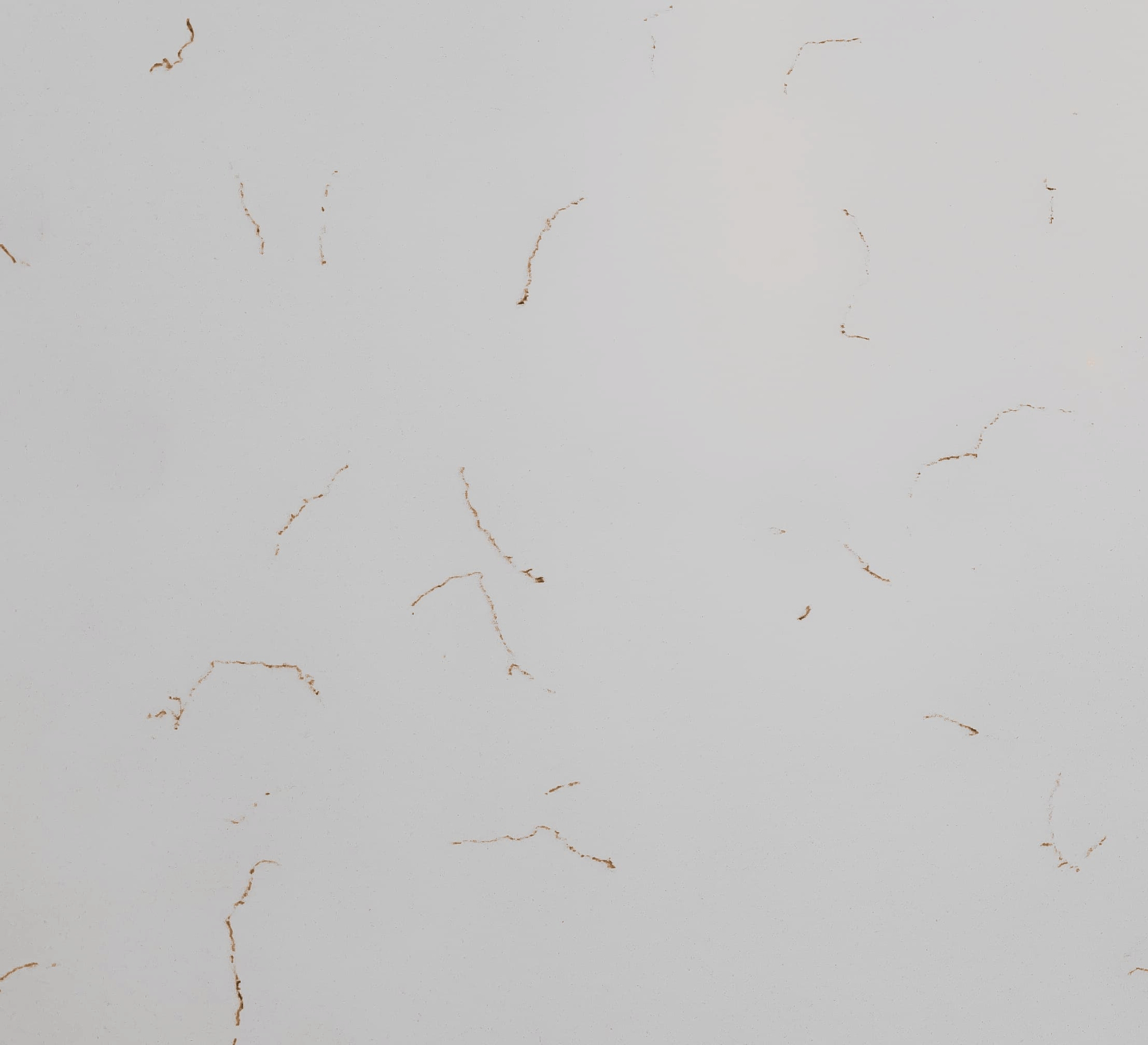 CARRARA GOLD