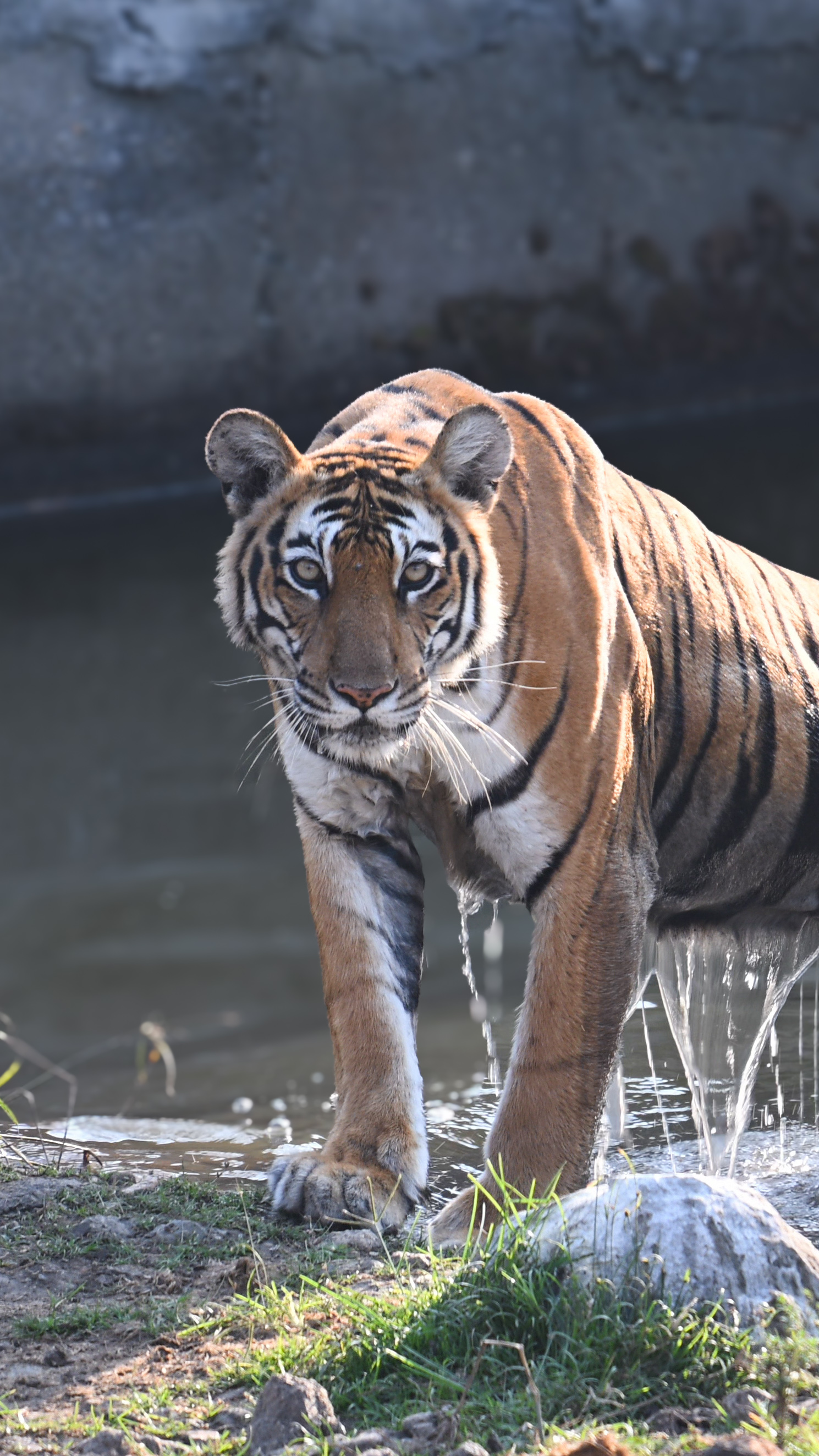 Explore Kabini Wildlife | 3D/ 2N