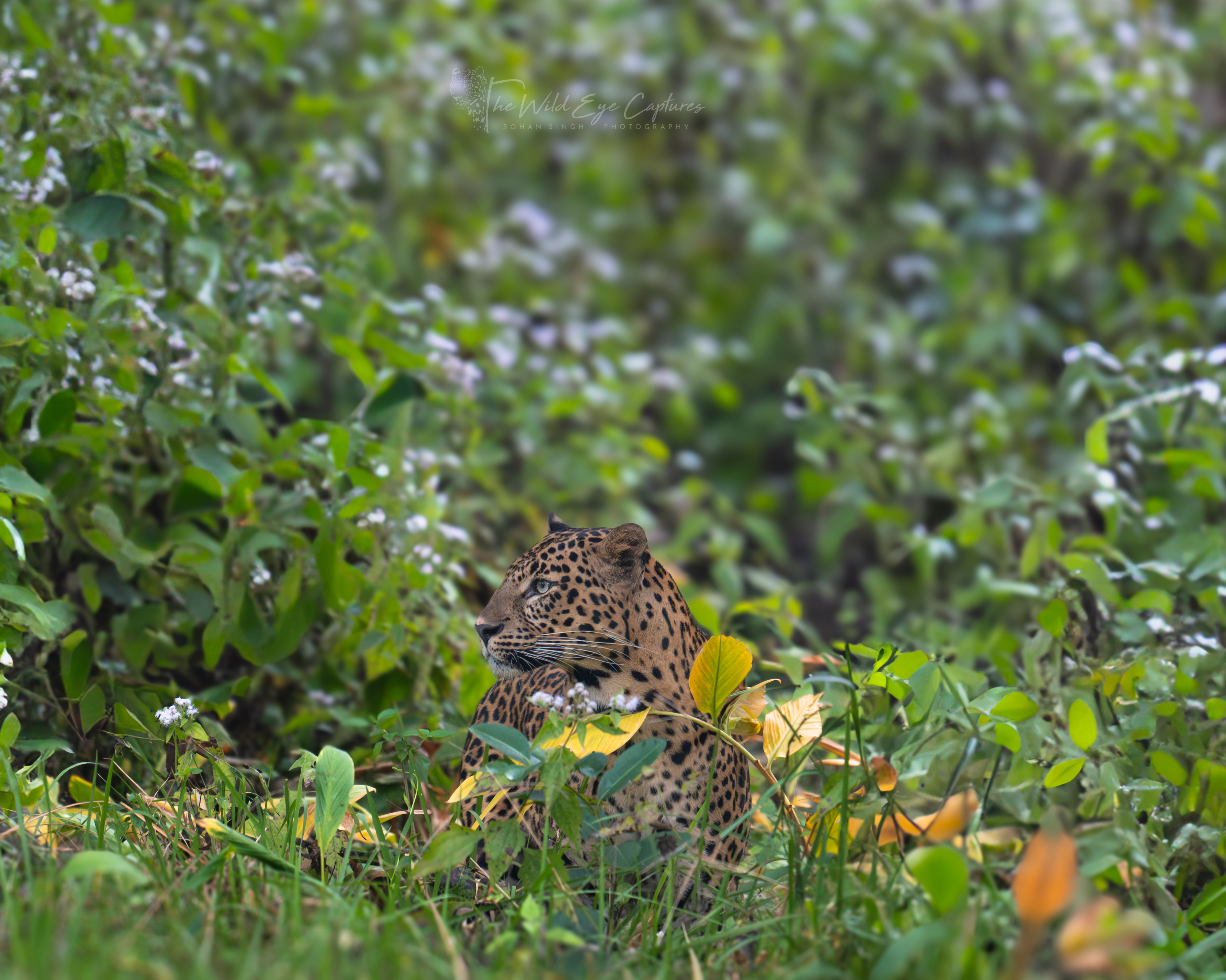 Explore Kabini Wildlife | 3D/ 2N