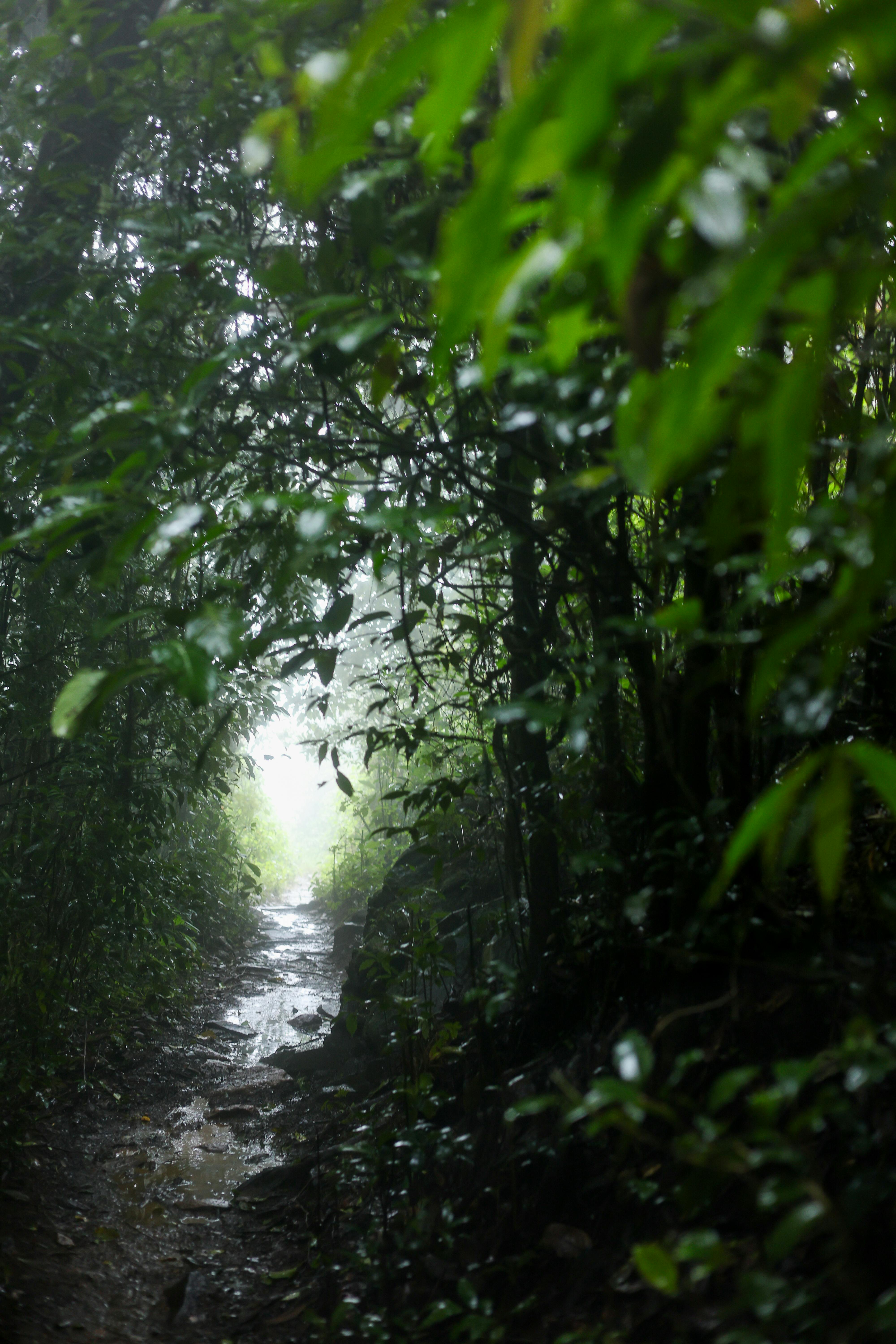 Gangadikal Trek | 2 D / 1 N