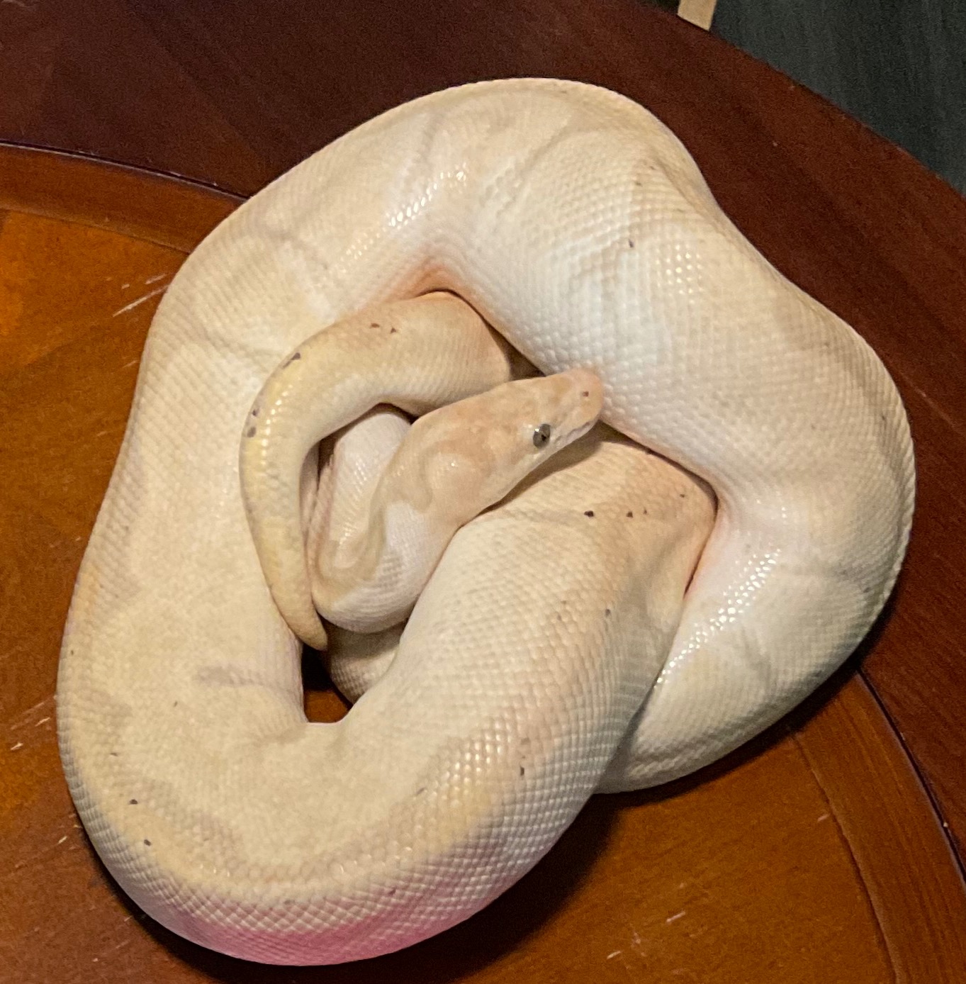 Banana Enchi Clown (male)