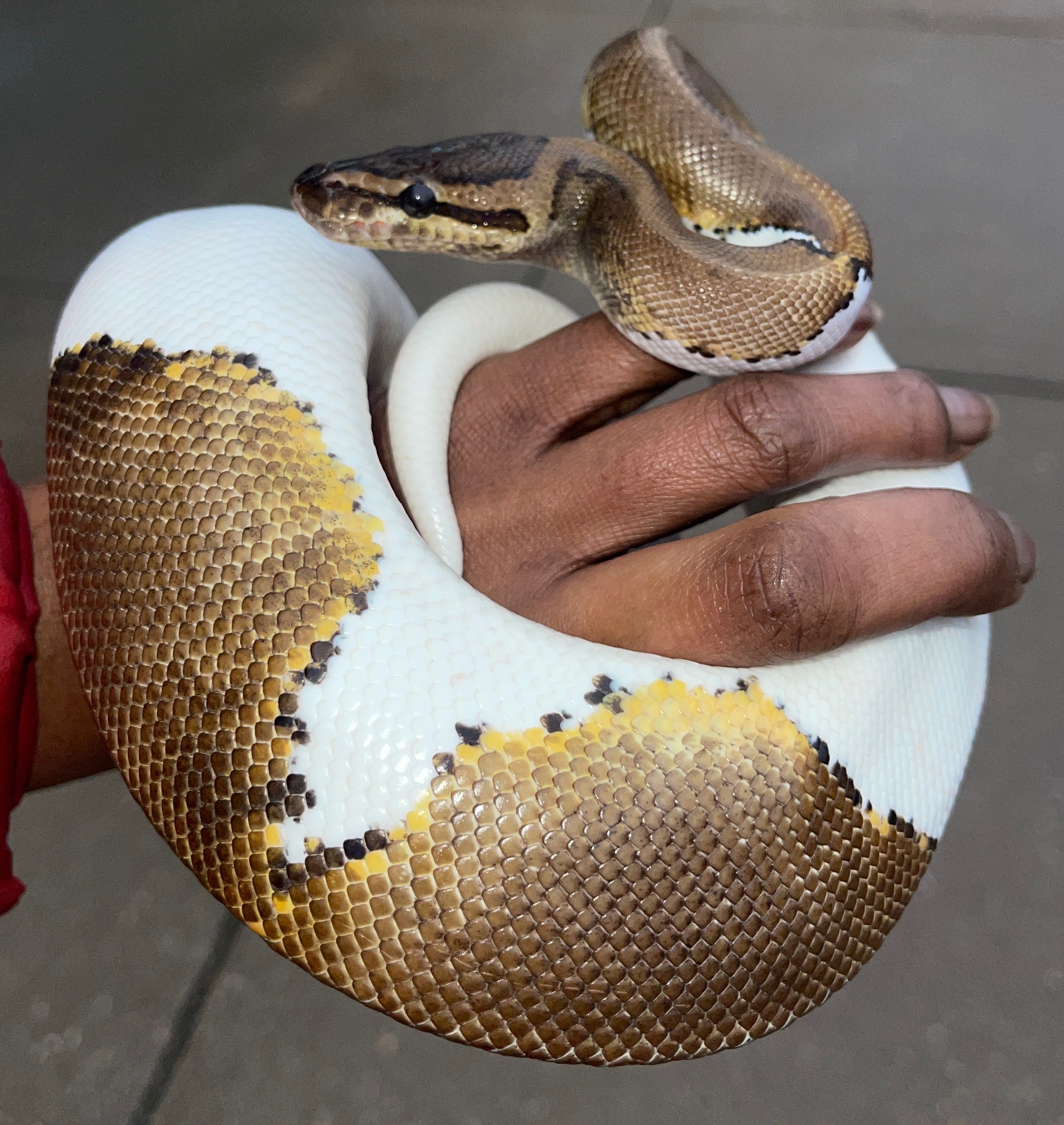 Pinstripe Piebald (male)