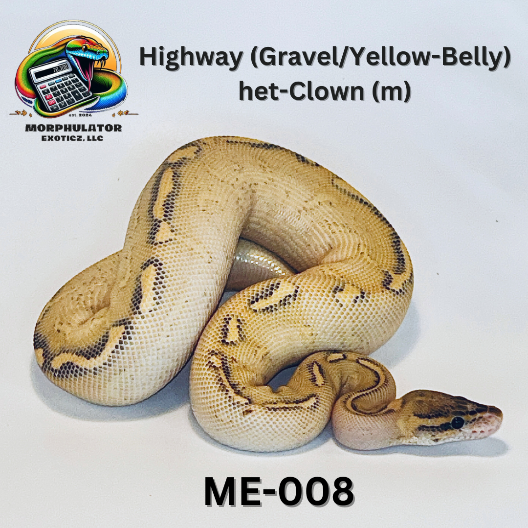 Highway Gravel Yellow-Belly het-Clown (male)