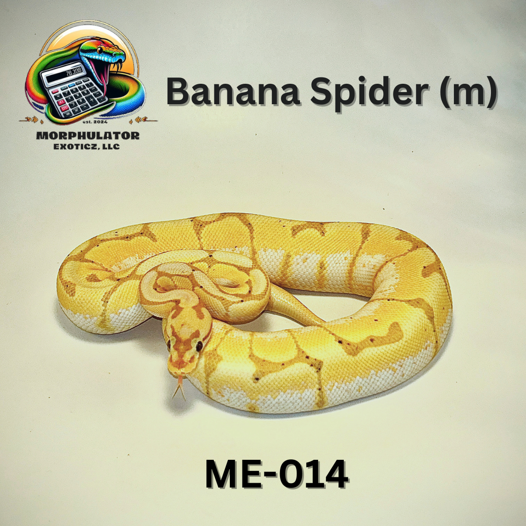 Spider Banana (male)