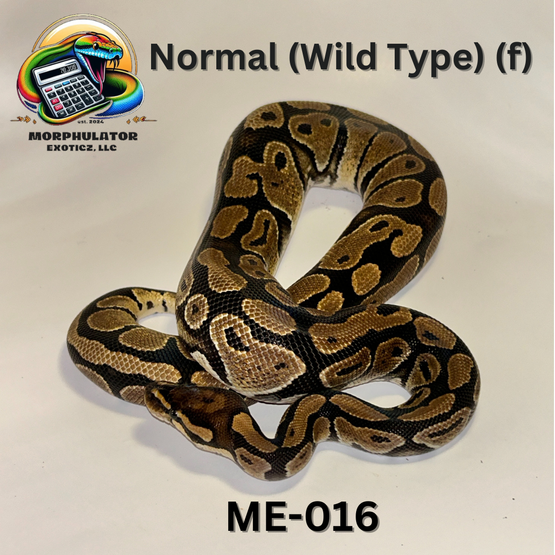 Normal (female)