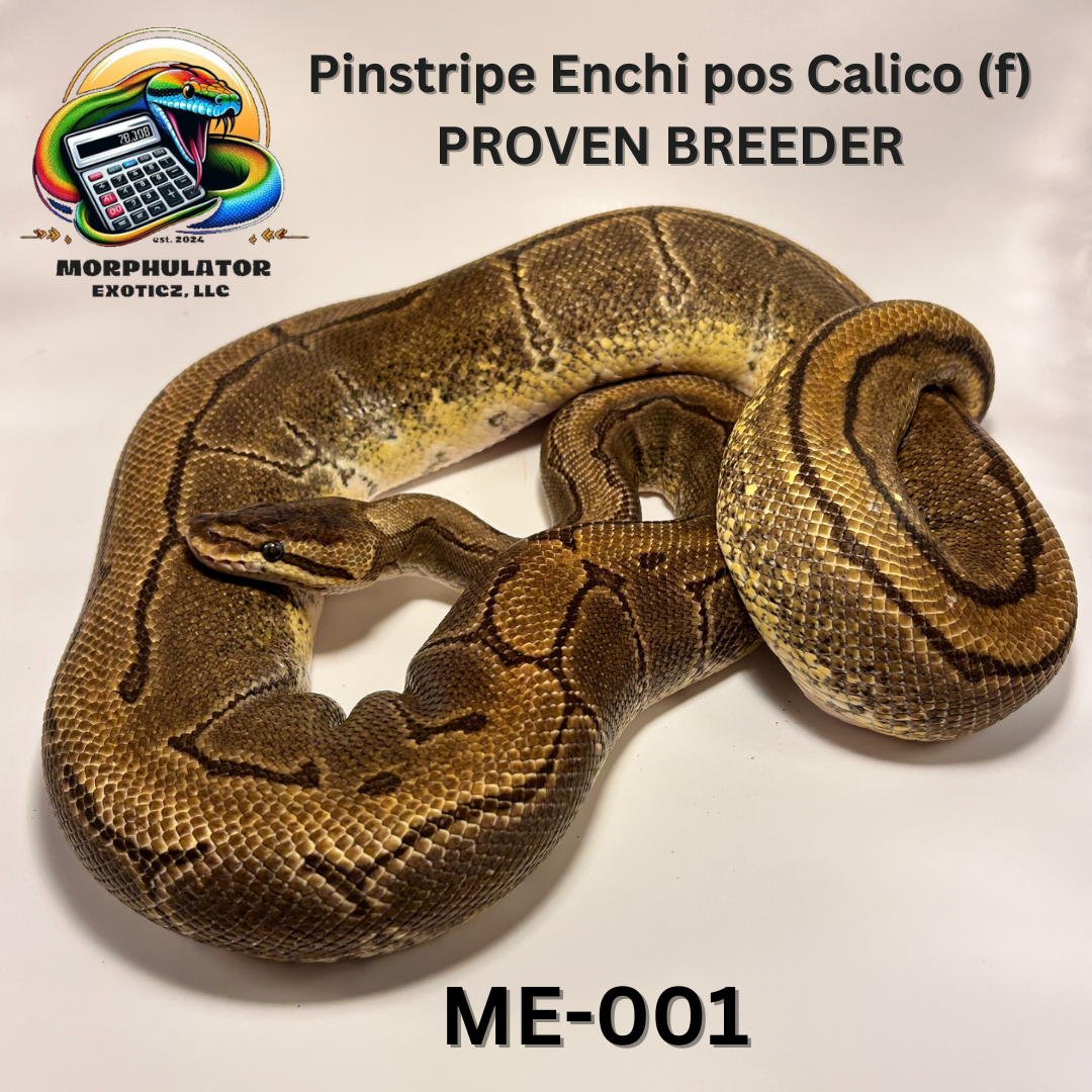 Pinstripe Enchi pos Calico (female)