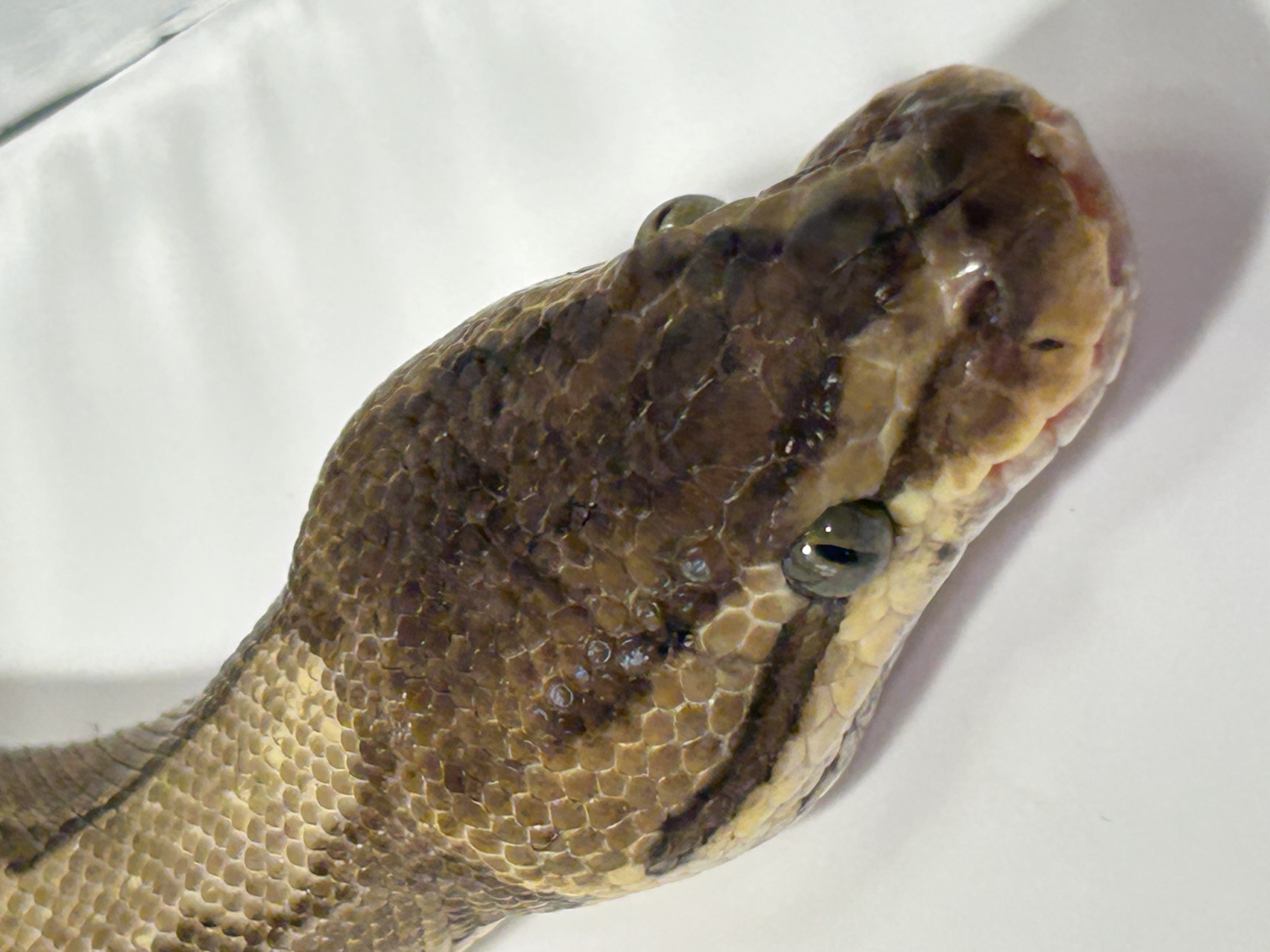 Pinstripe Enchi pos Calico (female)