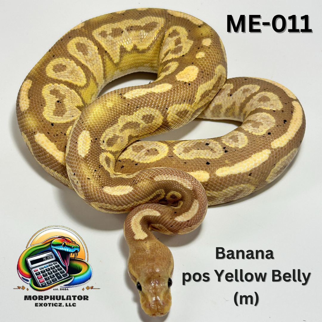 Banana Mojave pos Yellow Belly (male)