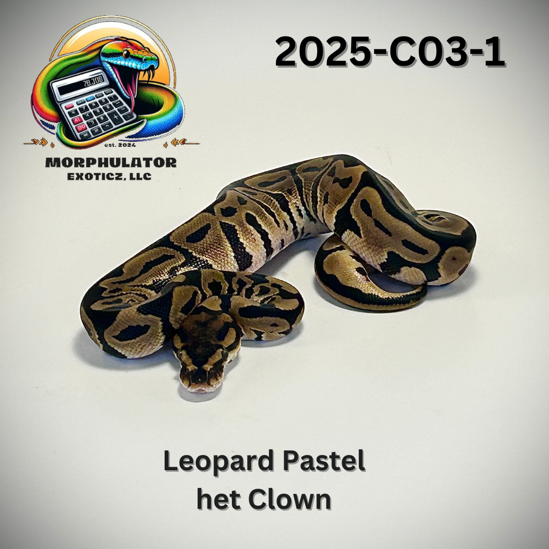 Leopard Pastel 100% Het Clown Ball Python