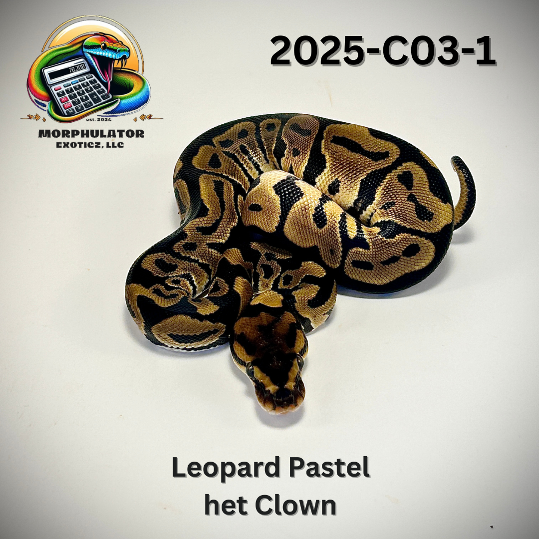 Leopard Pastel 100% Het Clown Ball Python
