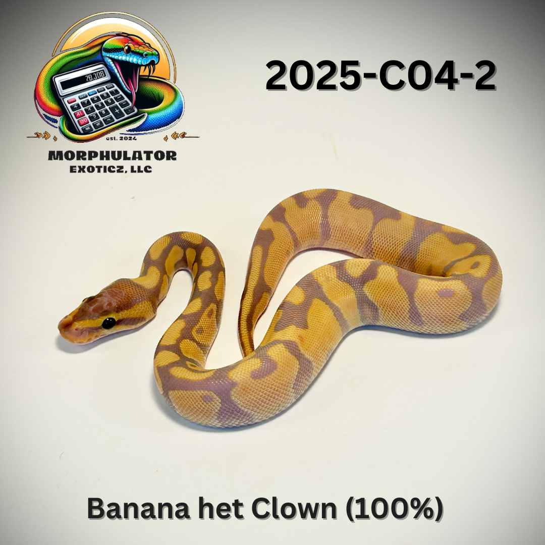 Banana 100% Het Clown Ball Python