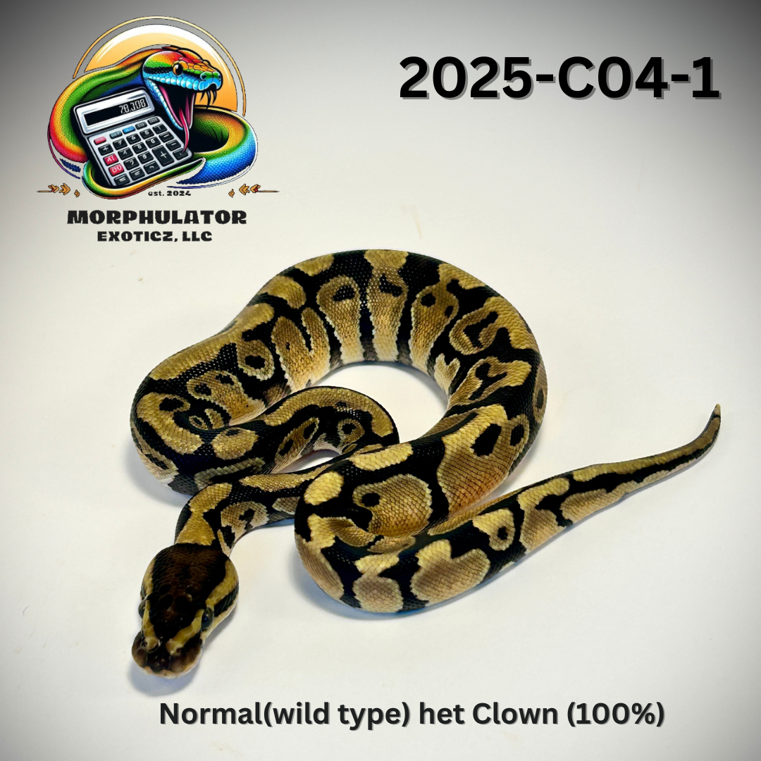 Normal (Wild Type) 100% Het Clown Ball Python