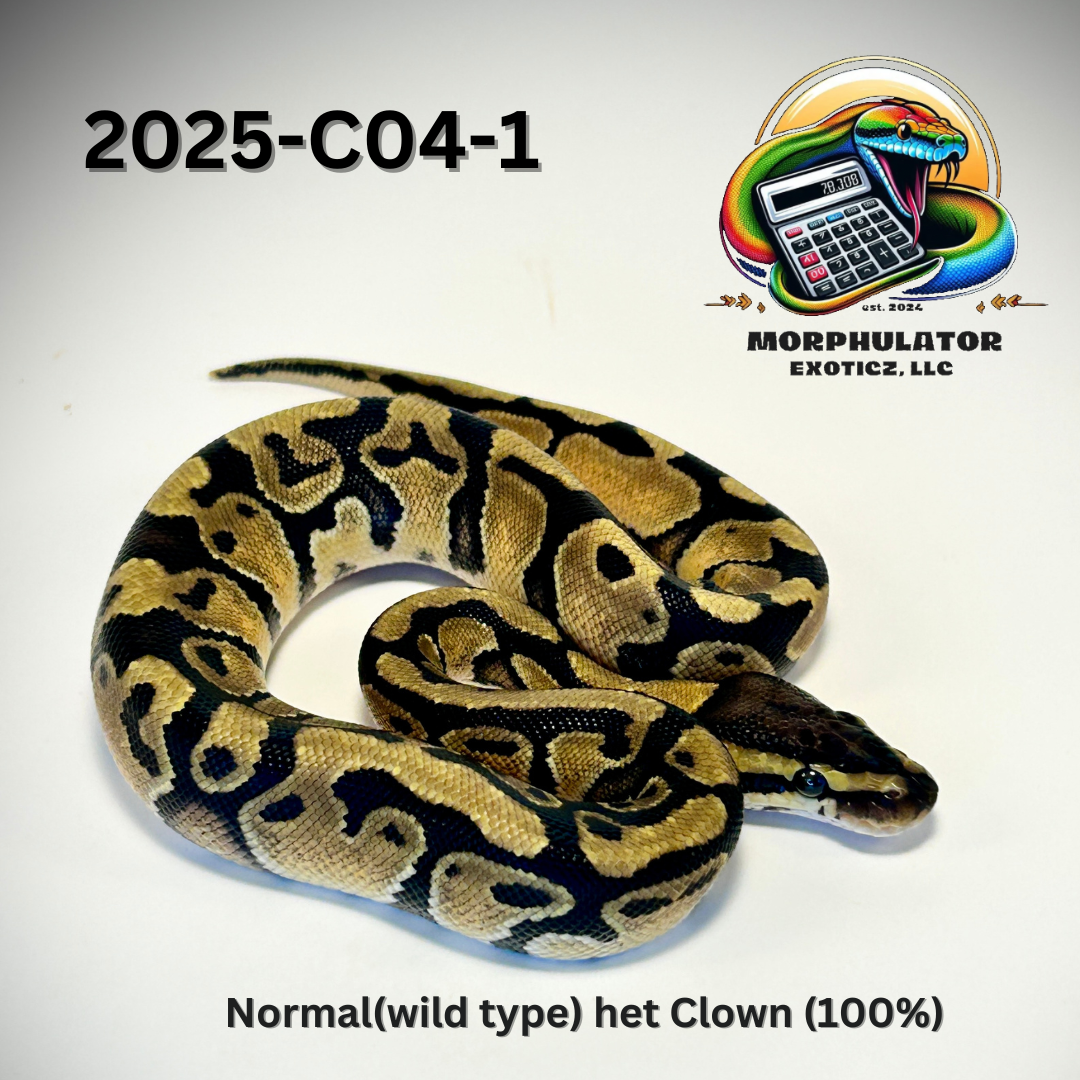 Normal (Wild Type) 100% Het Clown Ball Python