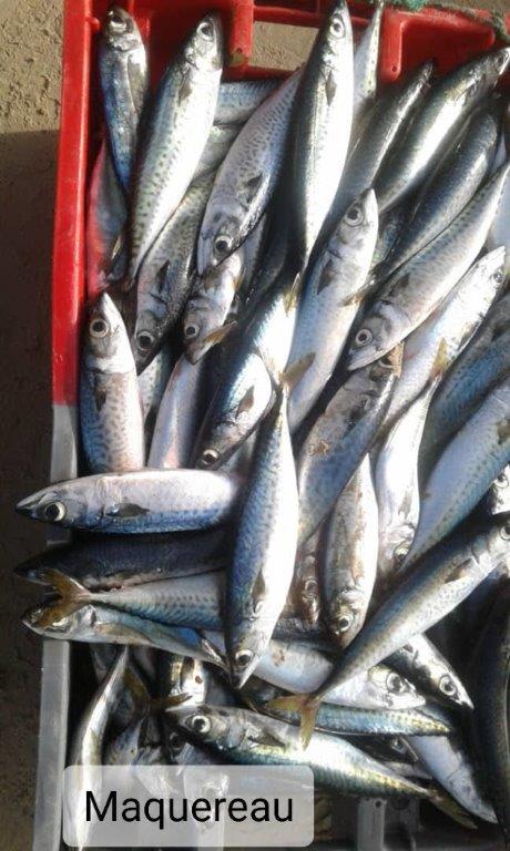  CHUB MACKEREL Name scientific:(Scomber scrobrus) Box: 20kg (10kg x2) Size : Small (TITUS FISH)