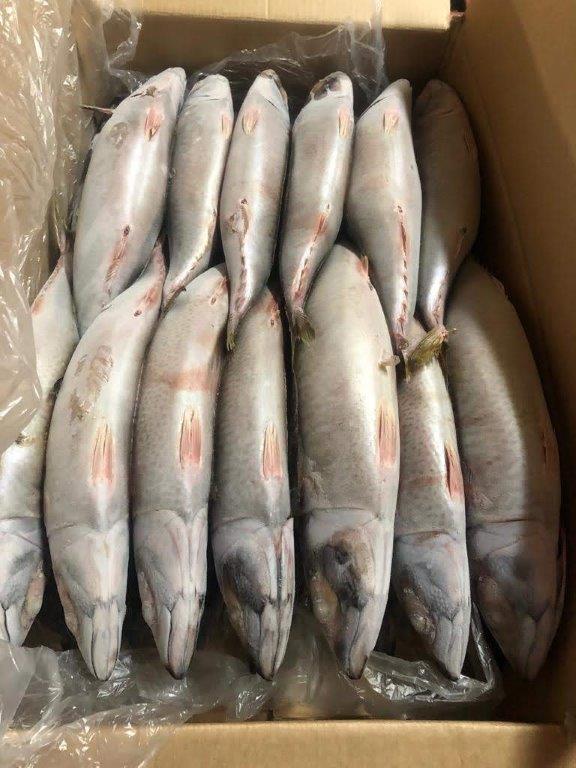 CHUB MACKEREL Name scientific:(Scomber scrobrus) Box: 20kg (10kg x2) Size : Big-Medium (TITUS FISH)