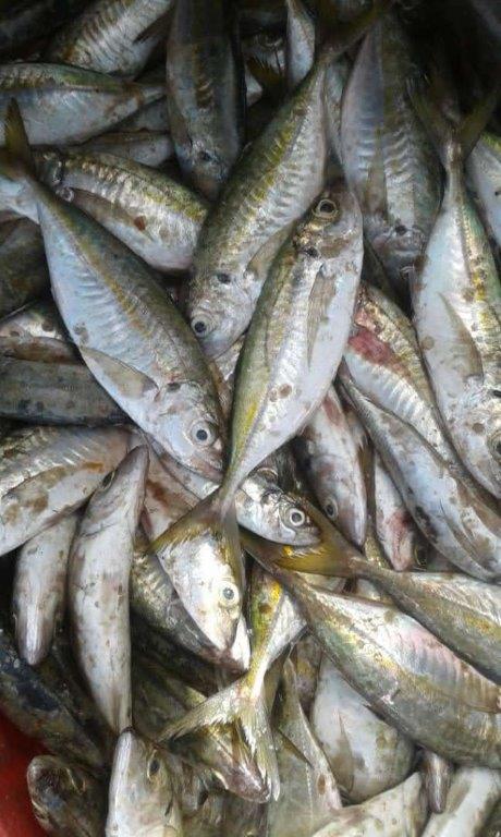 HORSE MACKEREL Name scientific:(Trachurus trachurus ) Box: 20kg (10kg x2) Size : small (KOTE FISH)