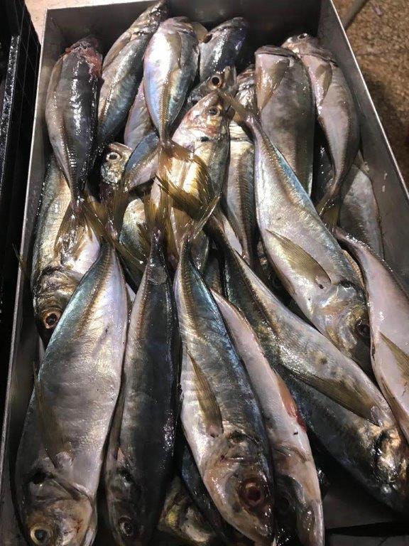 HORSE MACKEREL Name scientific:(Trachurus trachurus ) Box: 20kg (10kg x2) Size : Big-Medium (KOTE FISH)