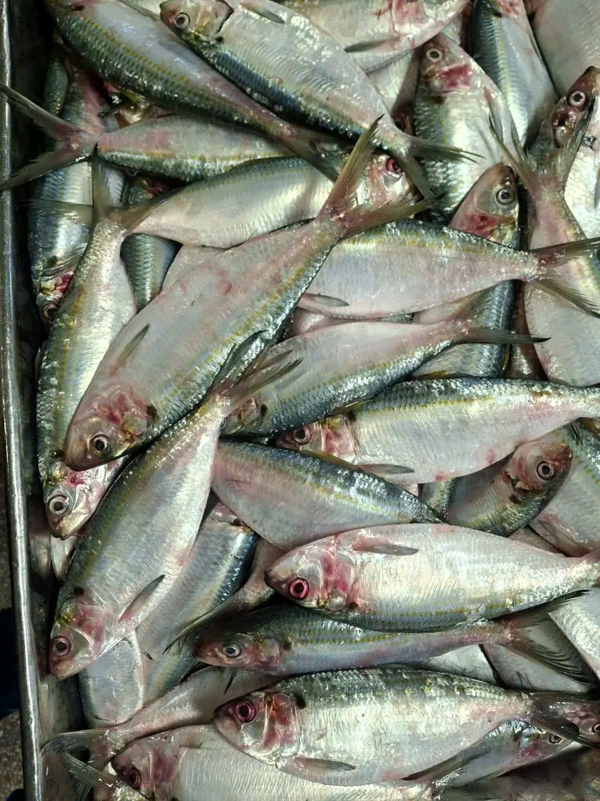 Name english:Sardinella Name scientific:Sardinella Maderensis Box: 20kg (10kg x2)