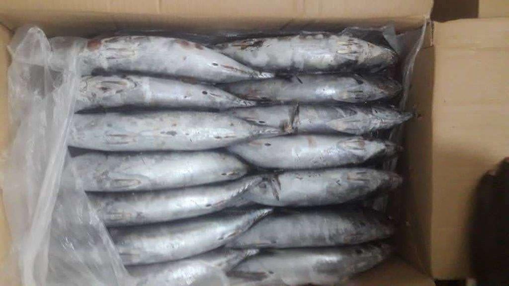 Name english:Little Tuny Name scientific:Euthynnus Thynnus Box: 20kg (10kg x2)