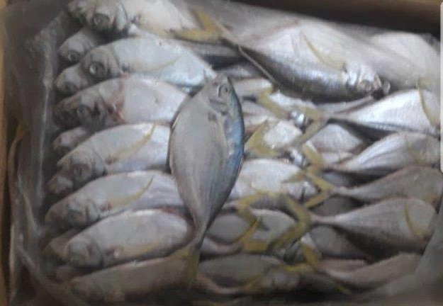 Name english:ATLANTIC Bumper Name scientific:Chloroscombrus chrysus Box: 20kg (10kg x2)