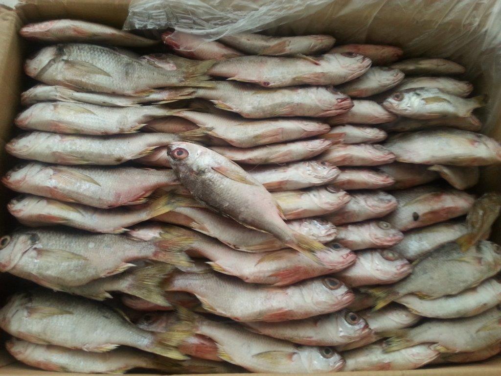 Name english:Stripped Mojarra Name scientific:Georges nigri Box: 20kg (10kg x2) 