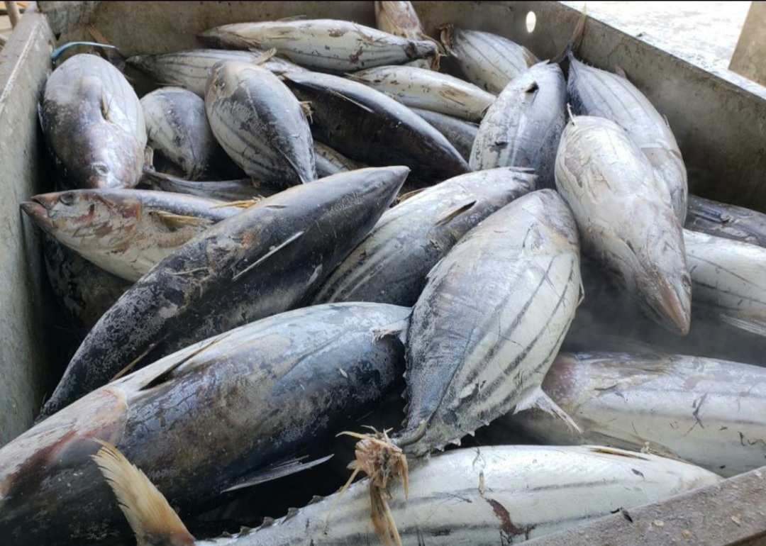 Name english:Skypjack Tuna  Name scientific:Katsuwonus pelamis  Bag: 30kg / Box 20KG