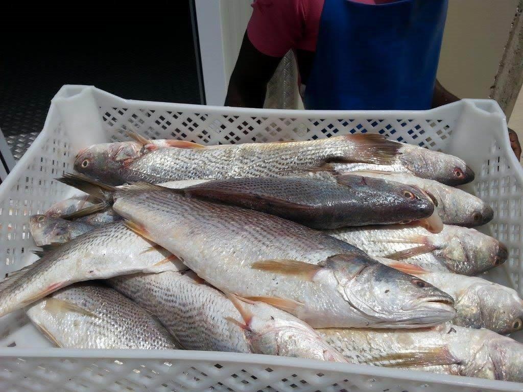 Name english:Croaker Name scientific:Pseudolithus Spp Box: 20kg/30kg