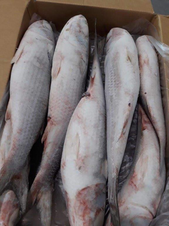 Name english:Grey Mullet Name scientific:Mugil Cephalus Box: 20kg (AKOKO)