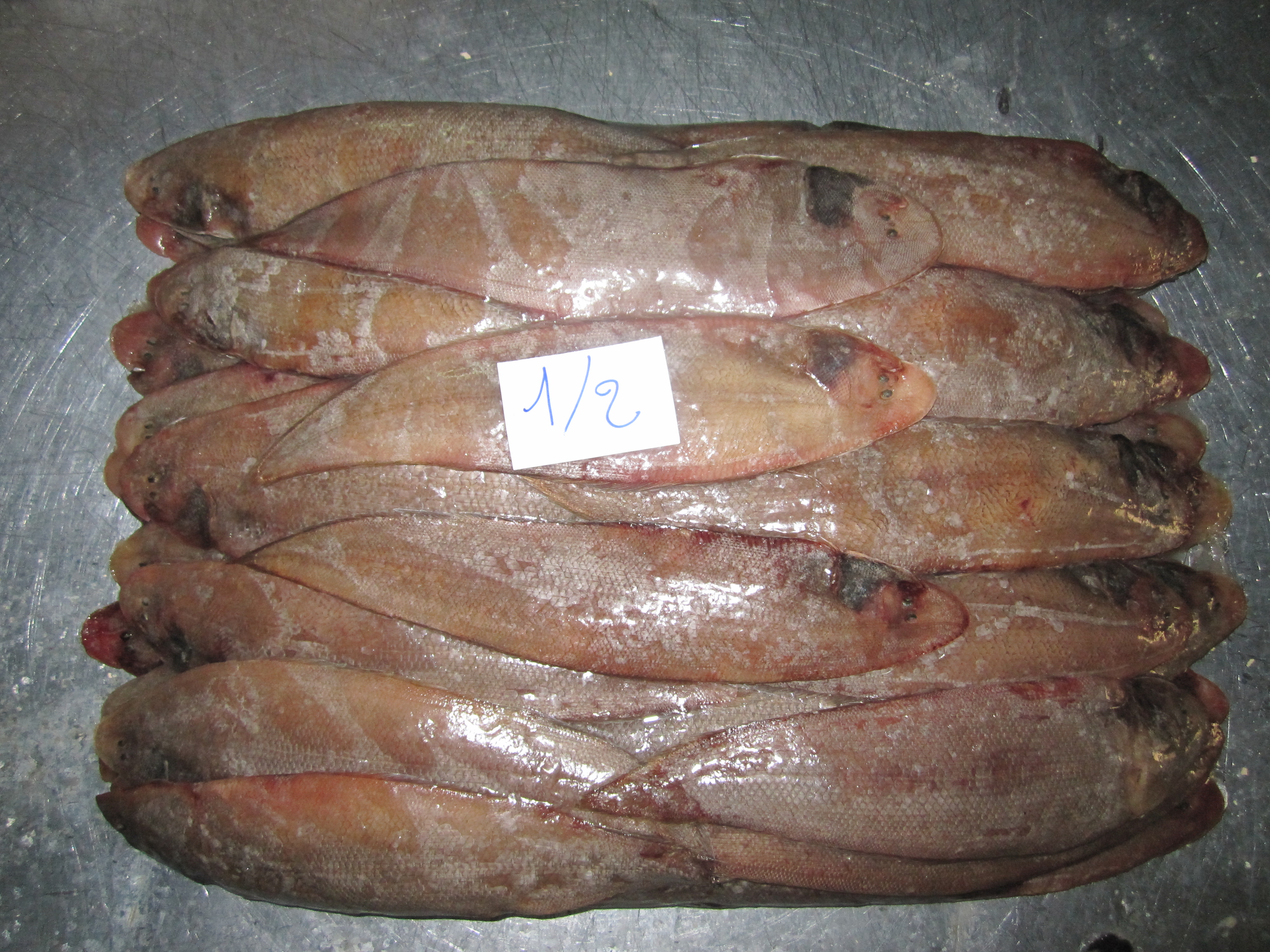 Name english :Tongue sole Name scientific :Cynoglossus cynoglossus  Box:20kg Size:Small