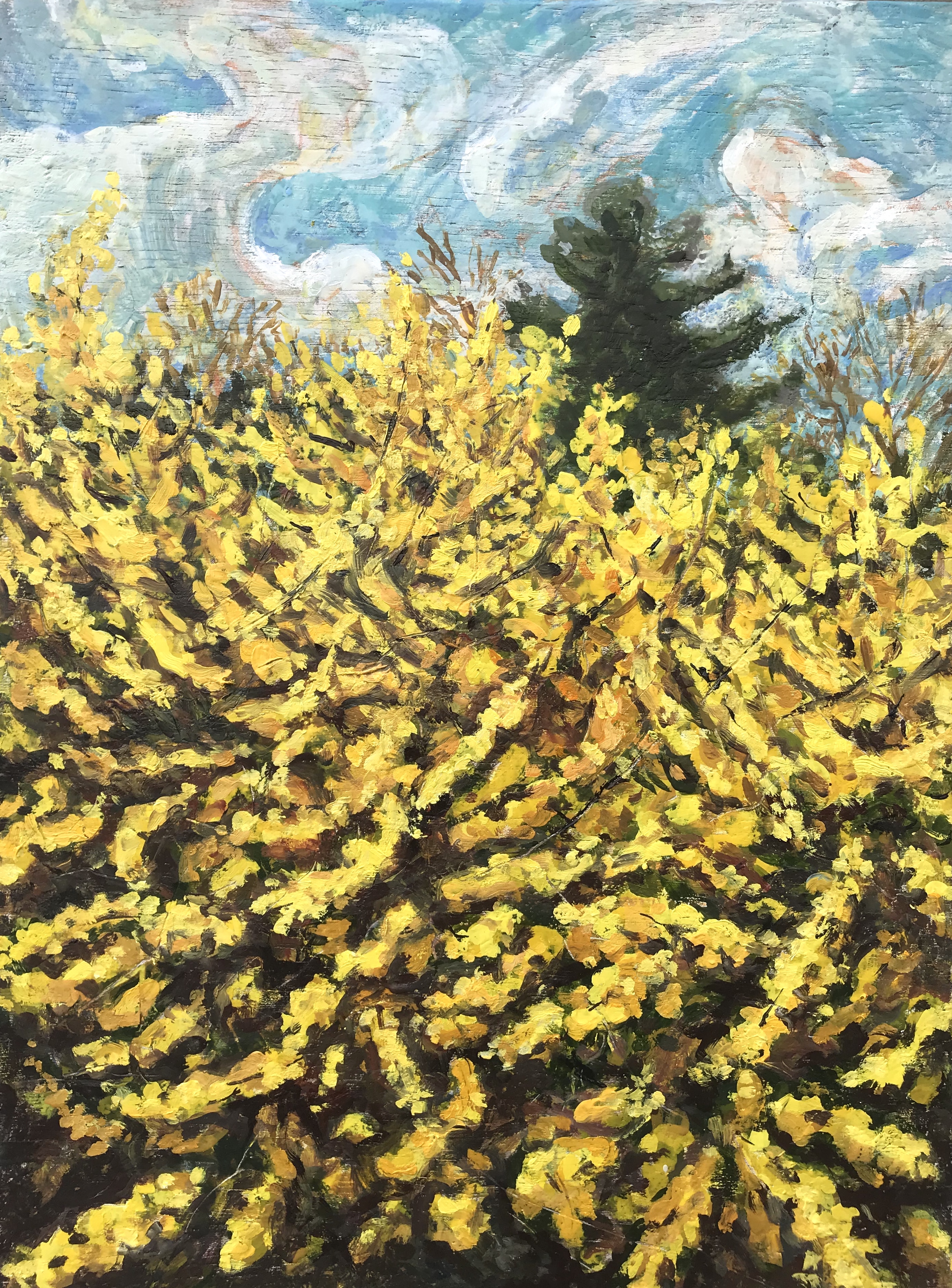 Forsythia 16x20 Encaustic on Panel