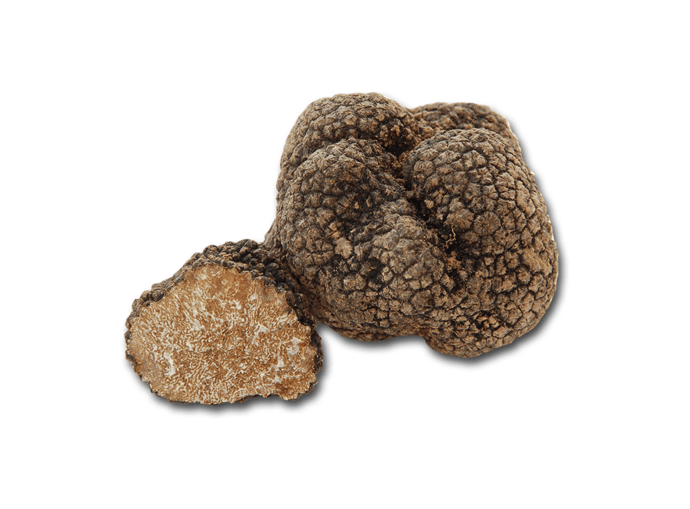 Tartufo uncinato "Tuber uncinatum"