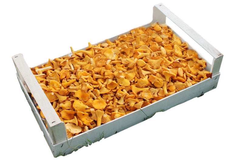 Funghi galletti "Finferli"