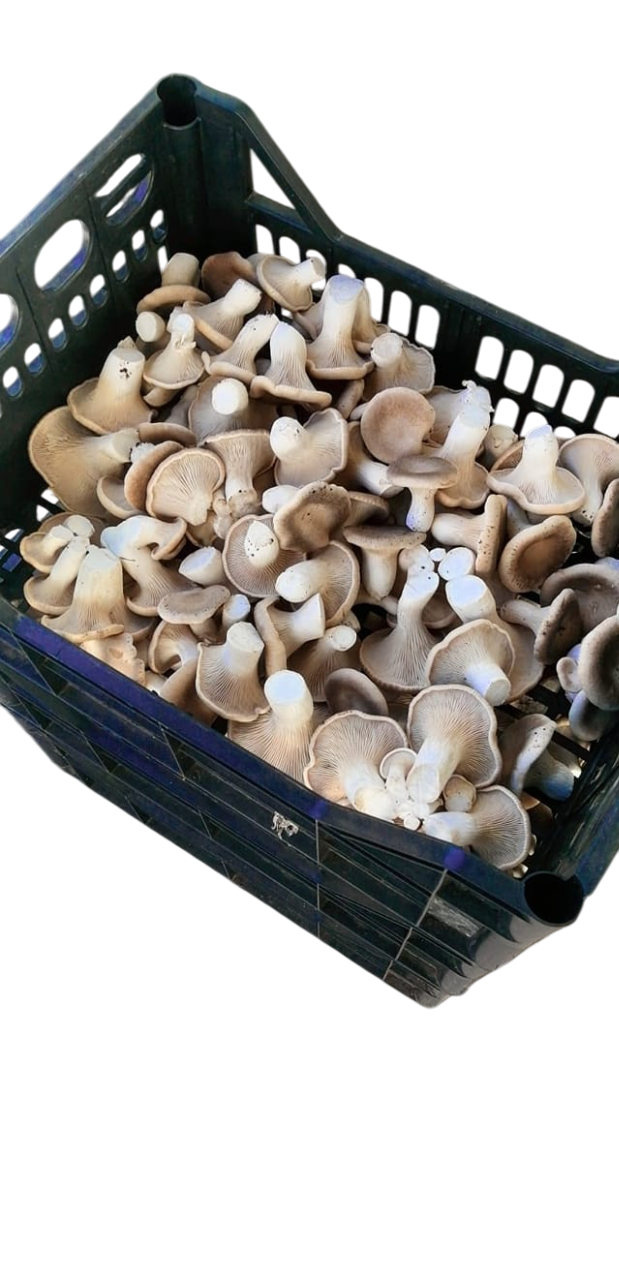Funghi cardoncelli