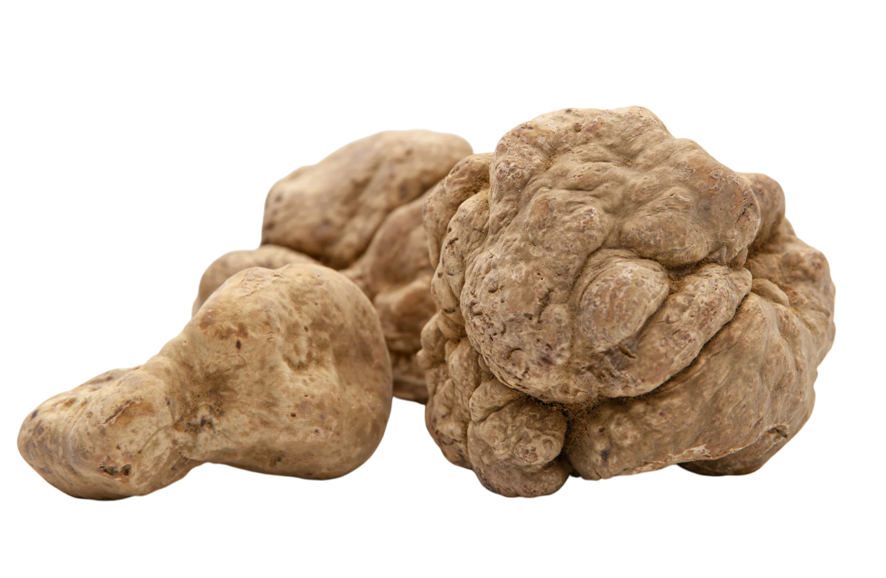 Tartufo Bianco "Tuber Magnatum Pico"