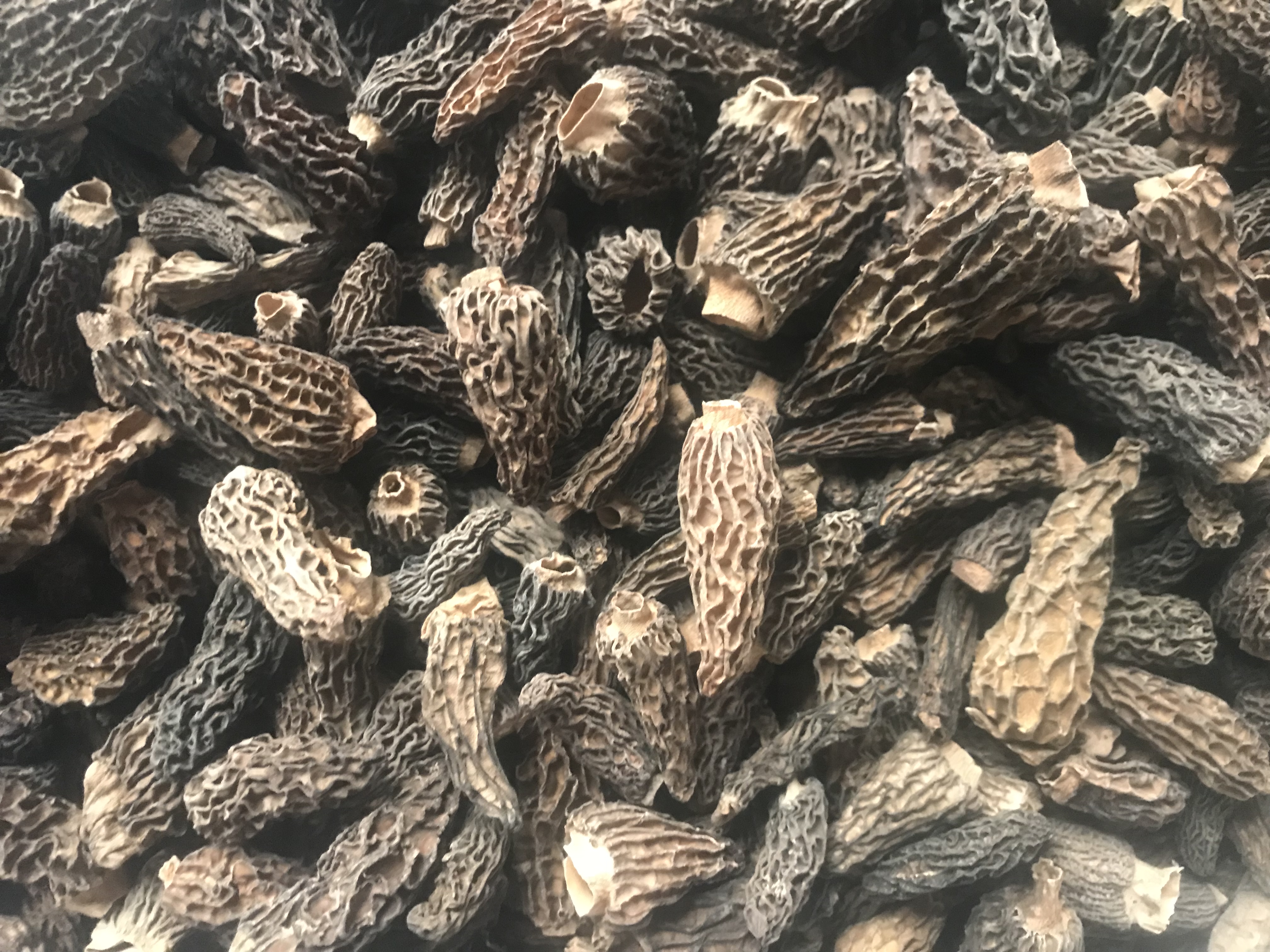 Dried Morel Mushrooms 200g