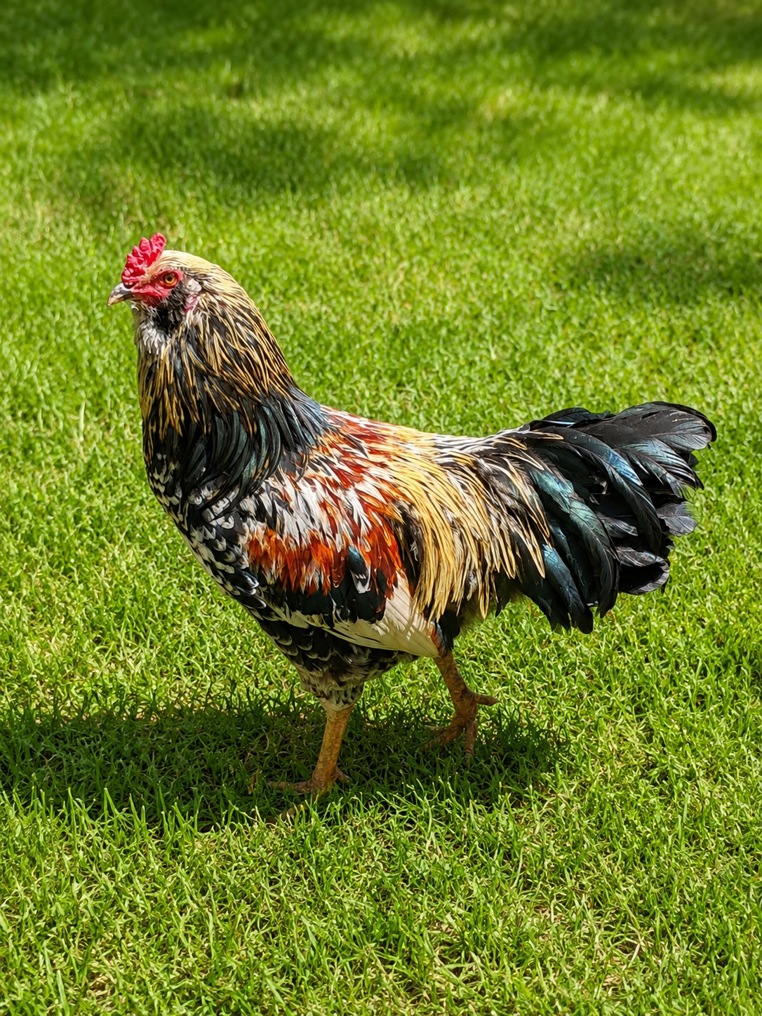 Easter Egger Rooster
