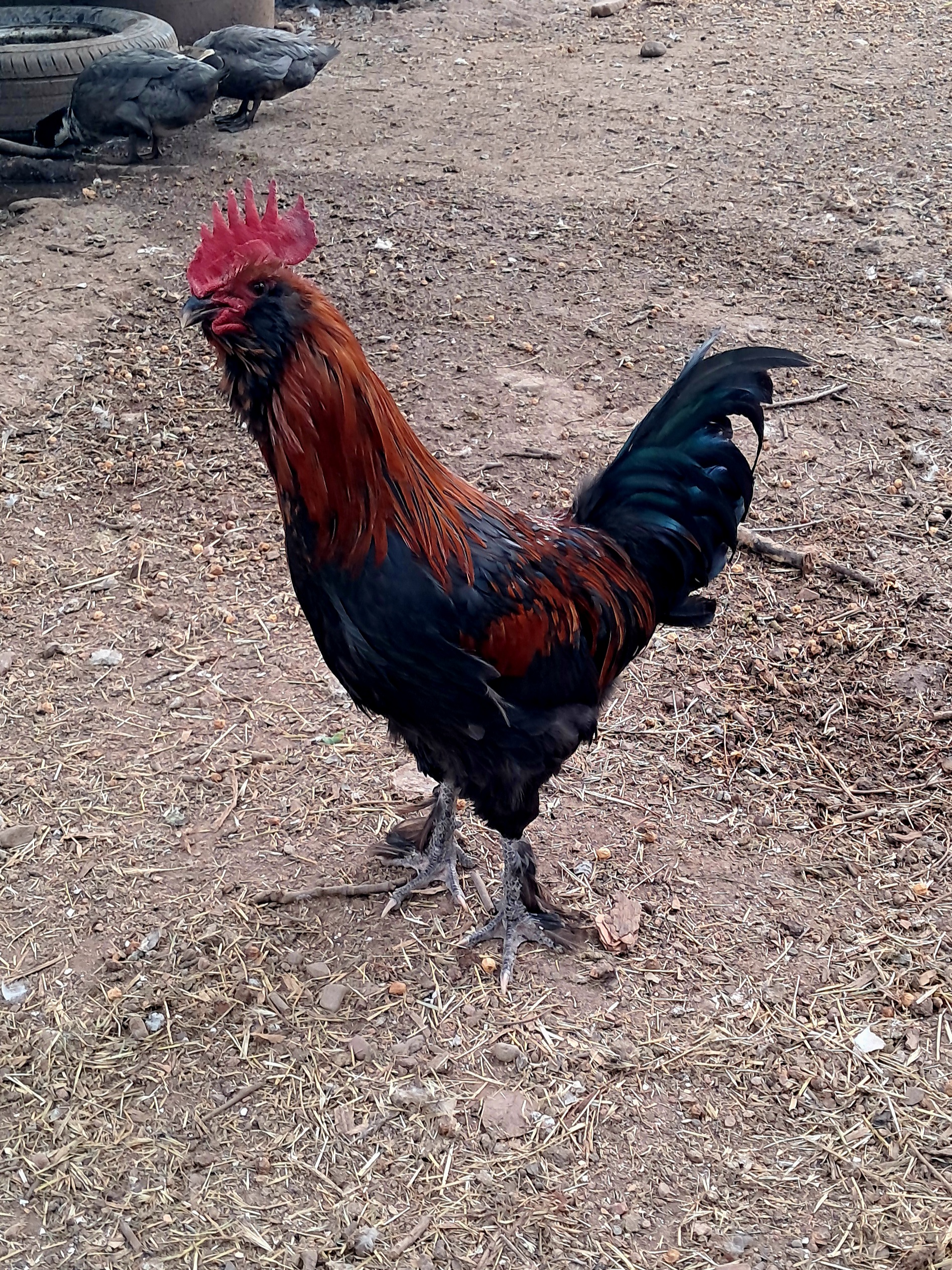 Easter Egger Rooster