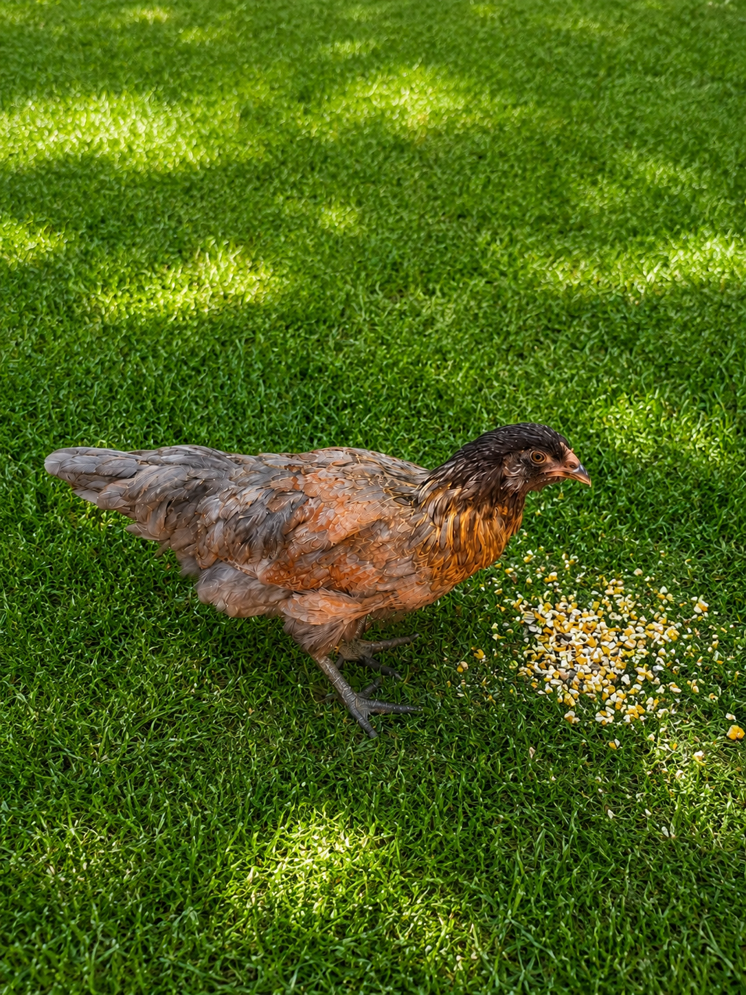 Easter Egger Started Pullet