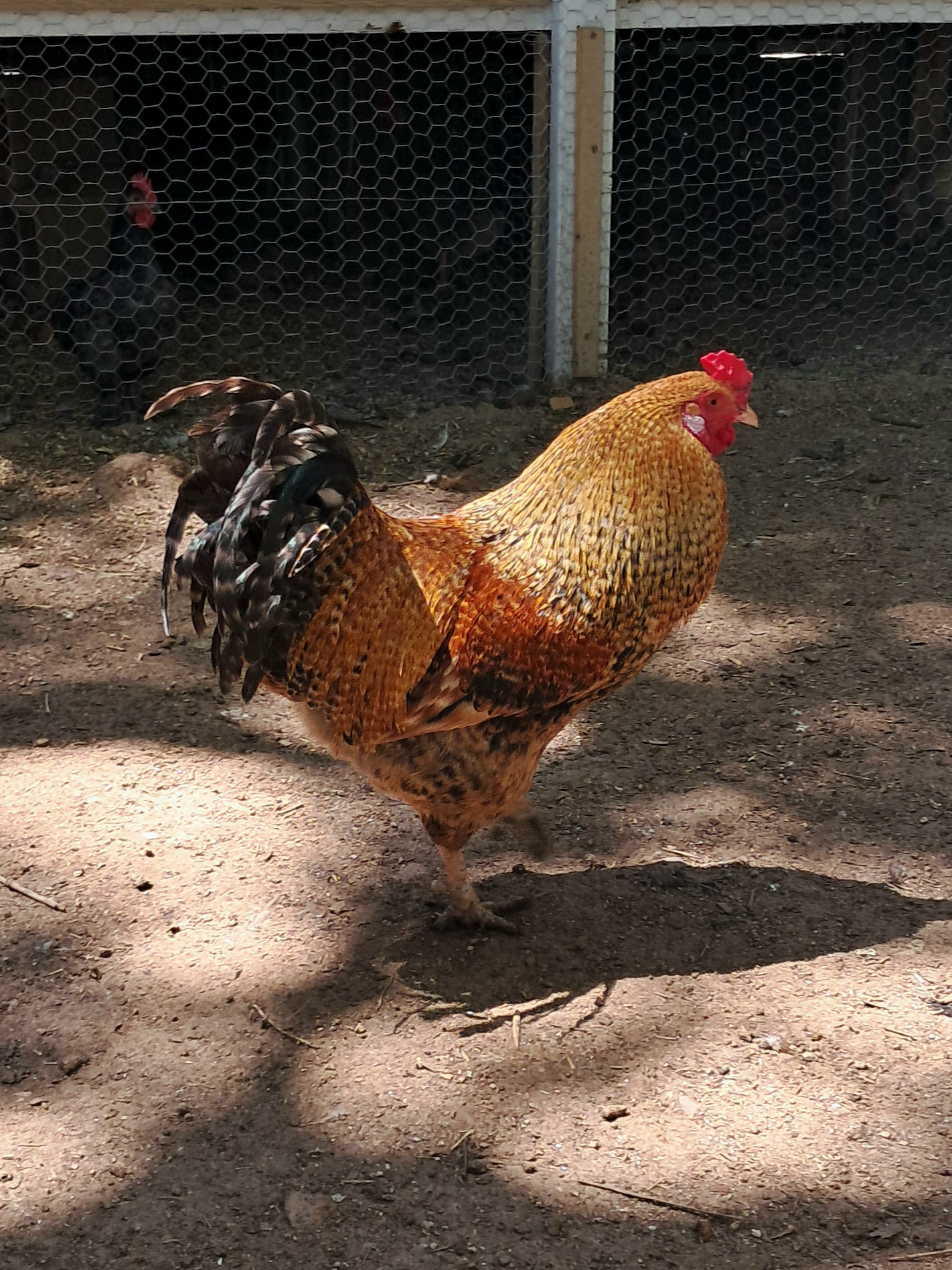 Barnyard Mix Rooster