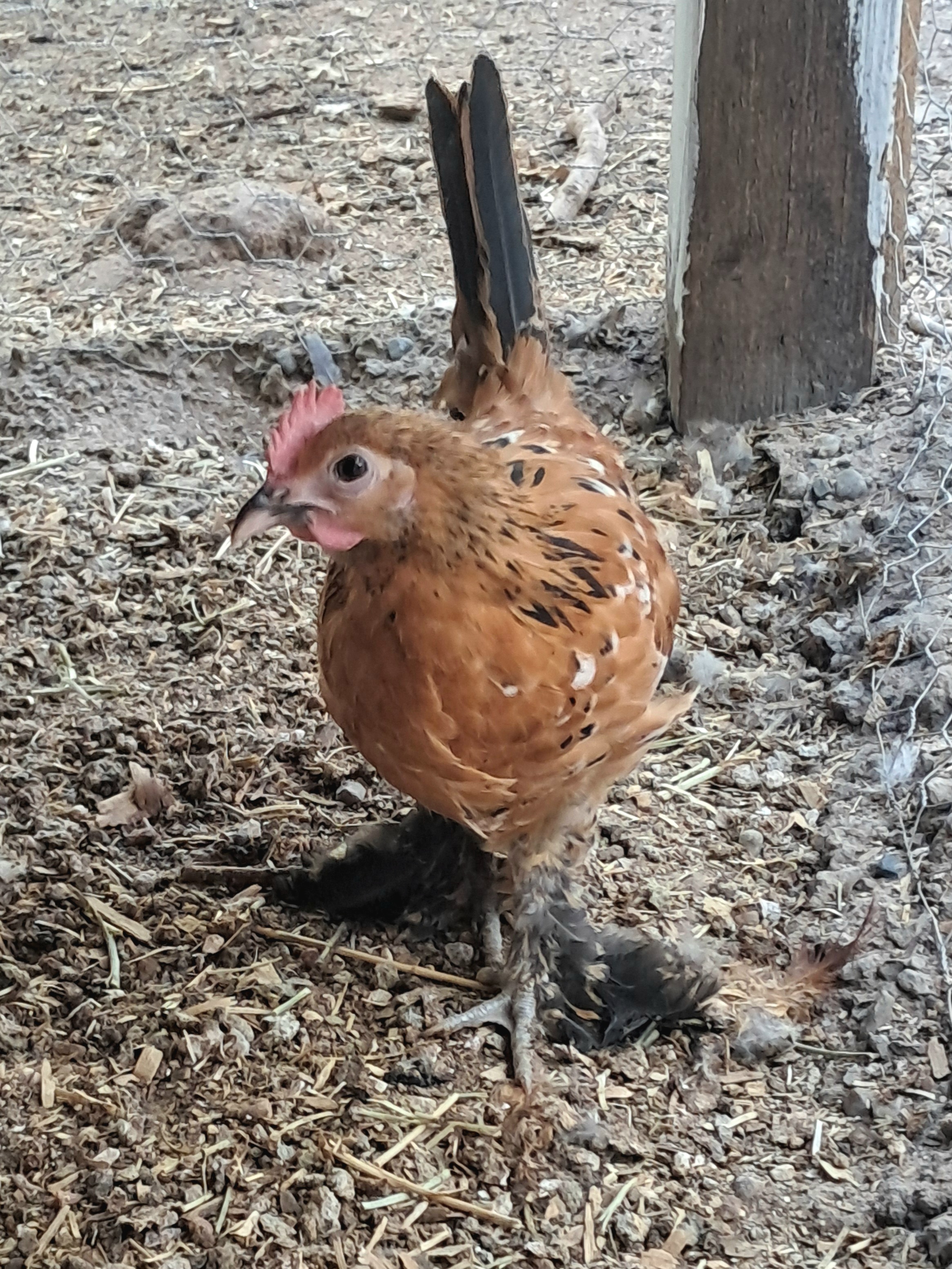 Mille Fluer Booted Bantam Cockerel