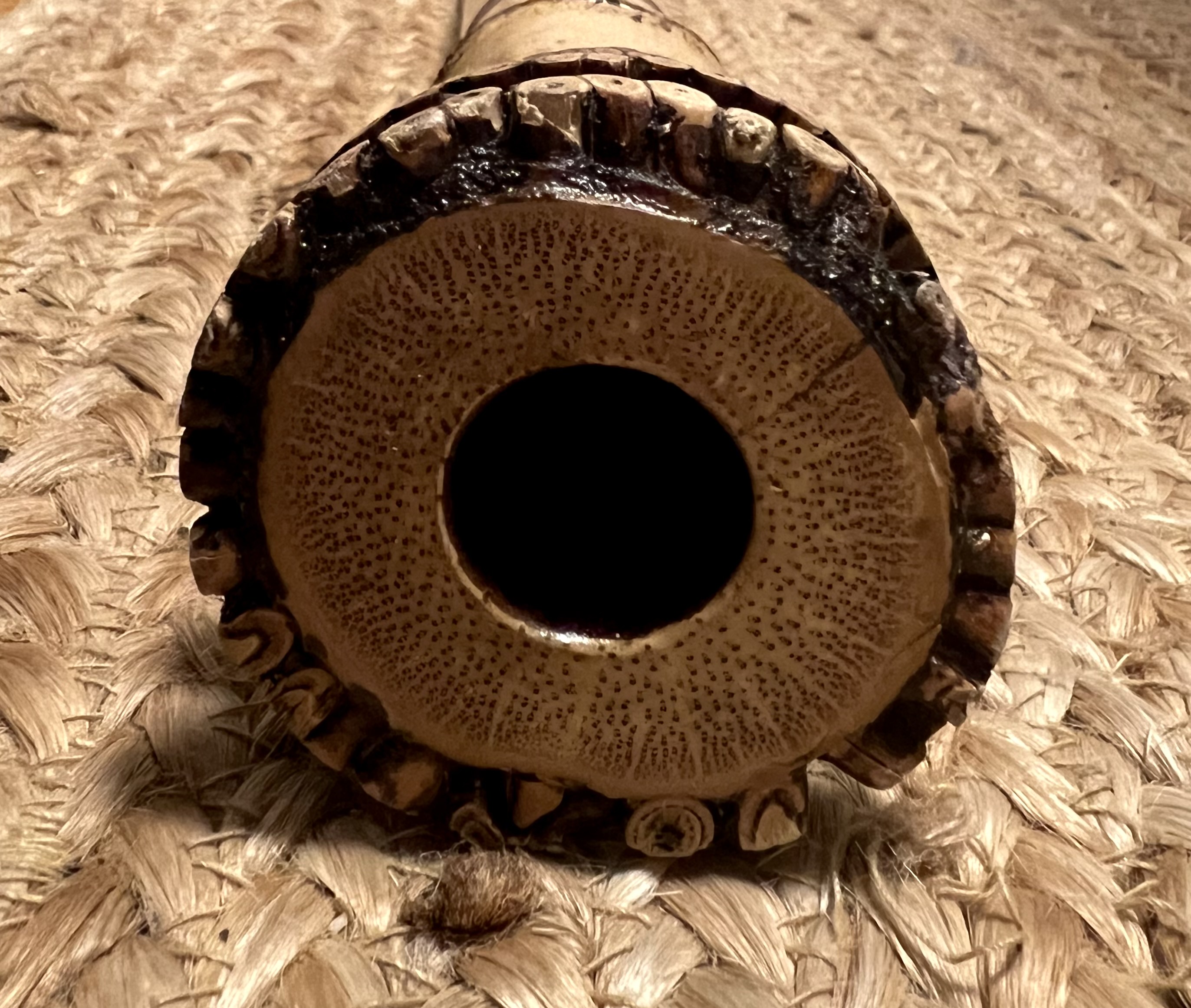 2.8 Jinashi (35 year old bamboo)