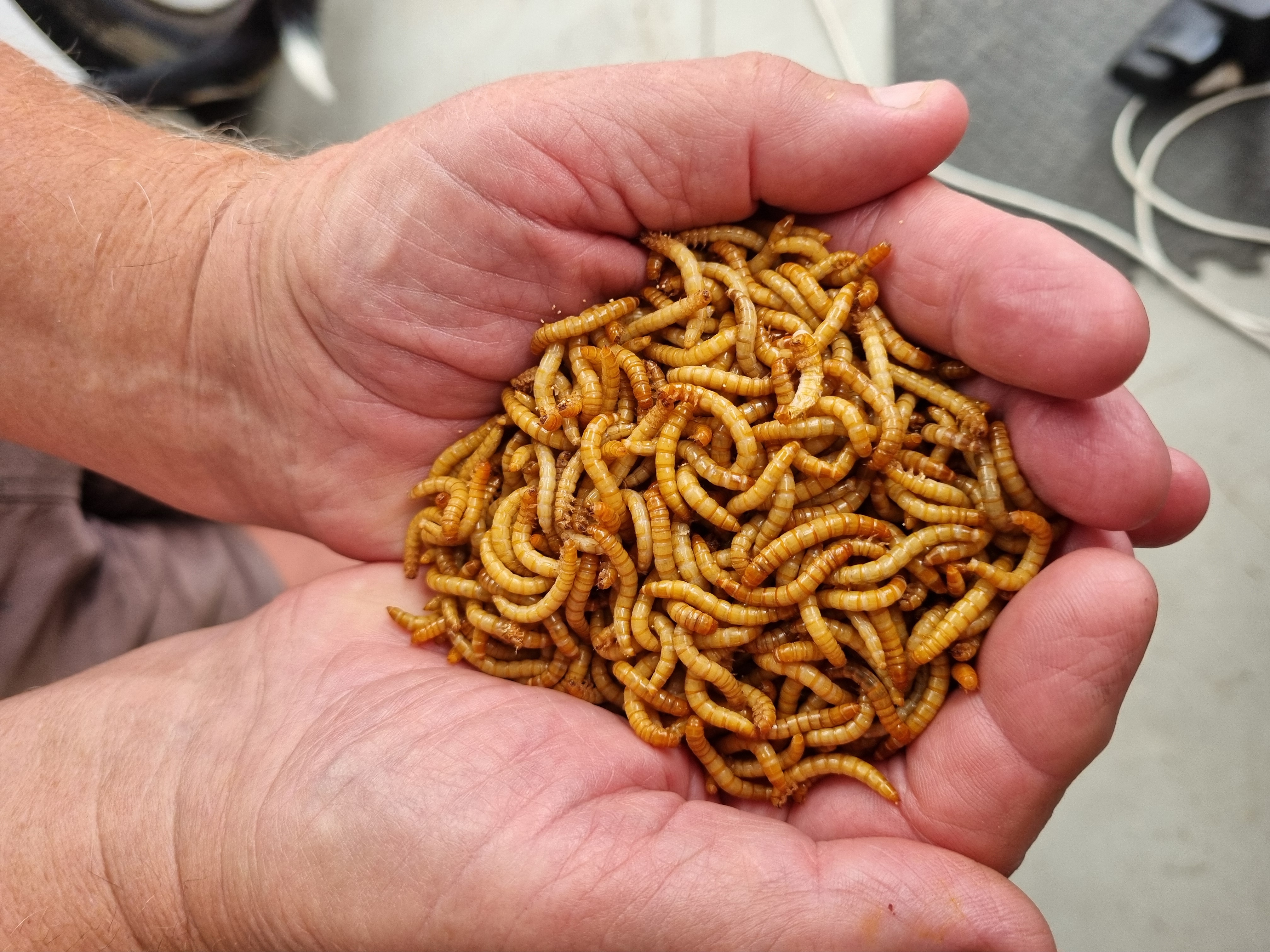 Live Mealworms