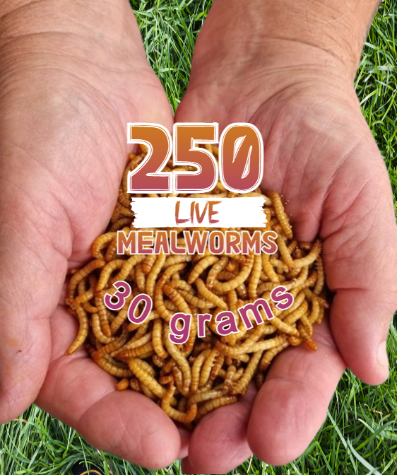 Live Mealworms