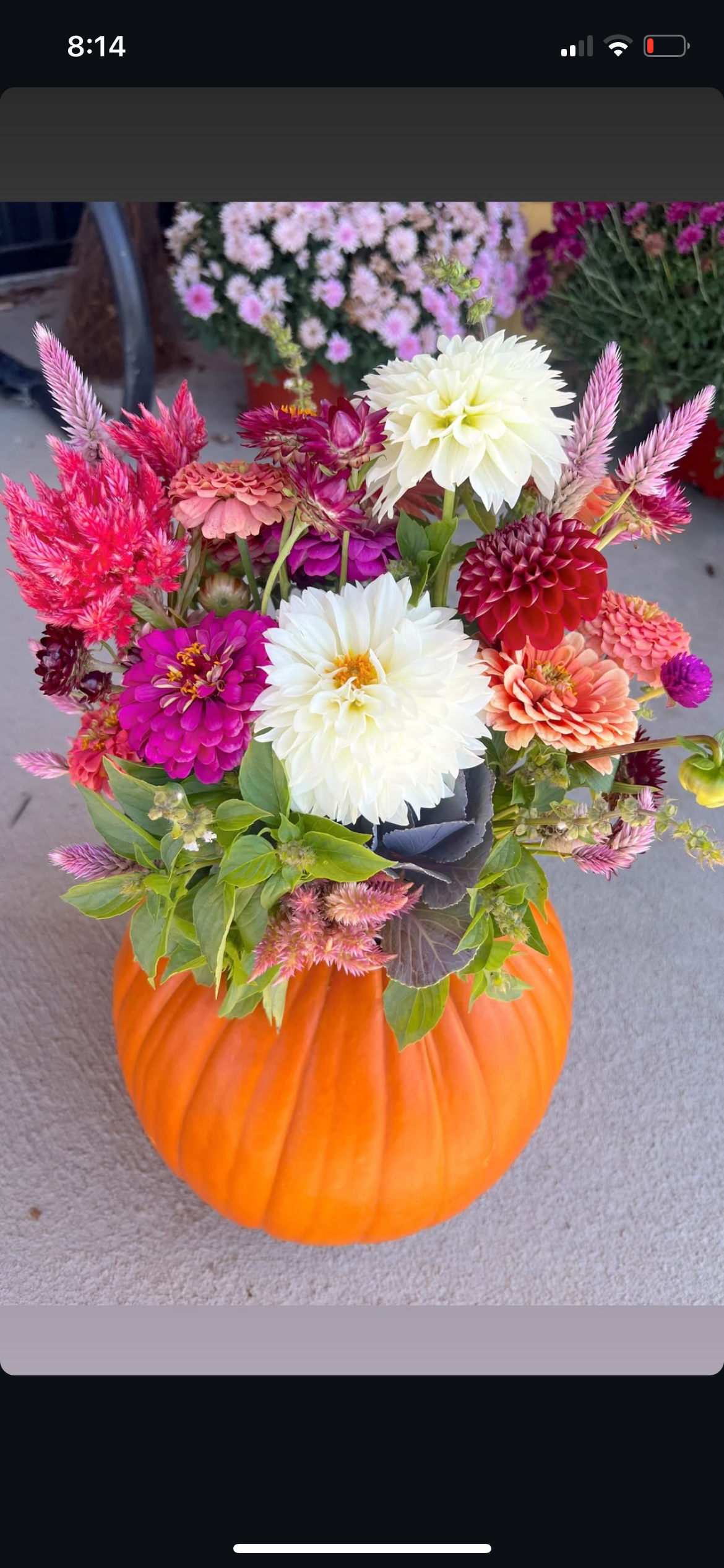 Pumpkin Bloom Arrangement