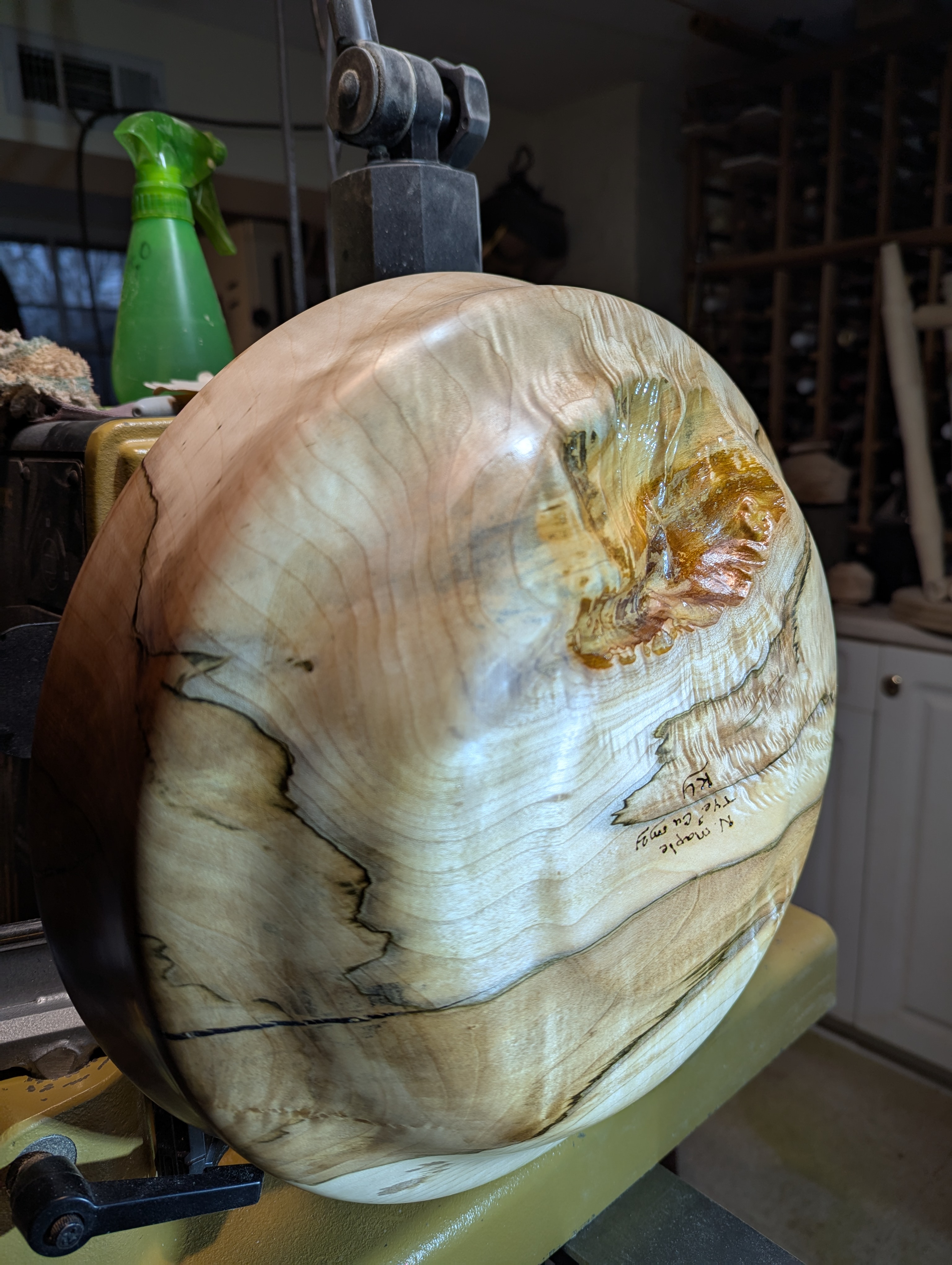 Norway Maple Live Bottom