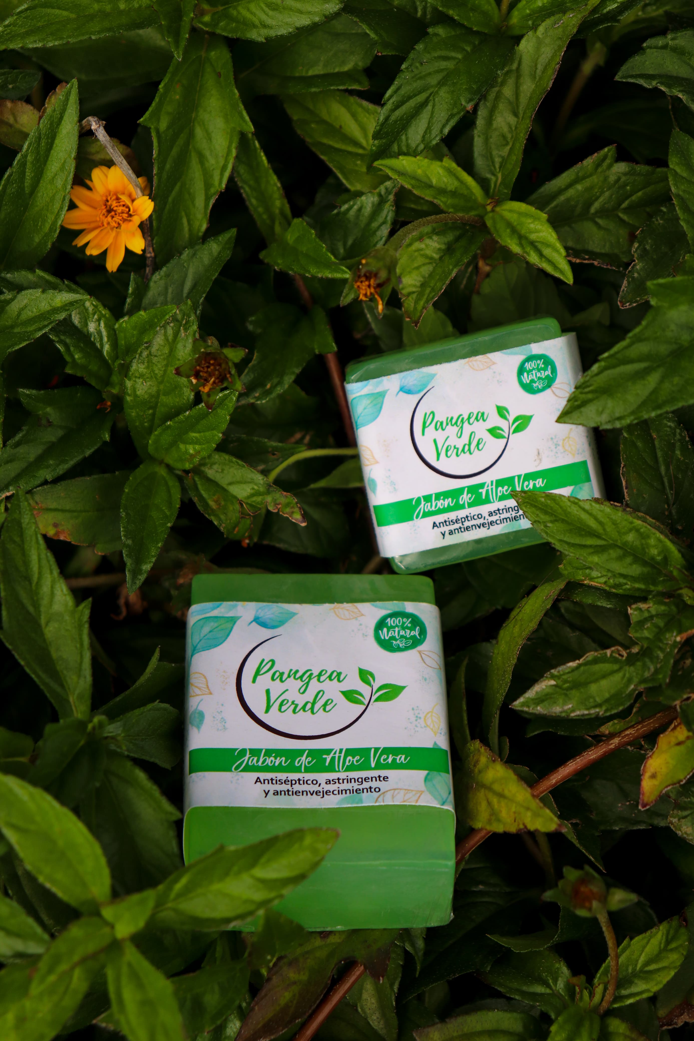 Jabón de Aloe Vera