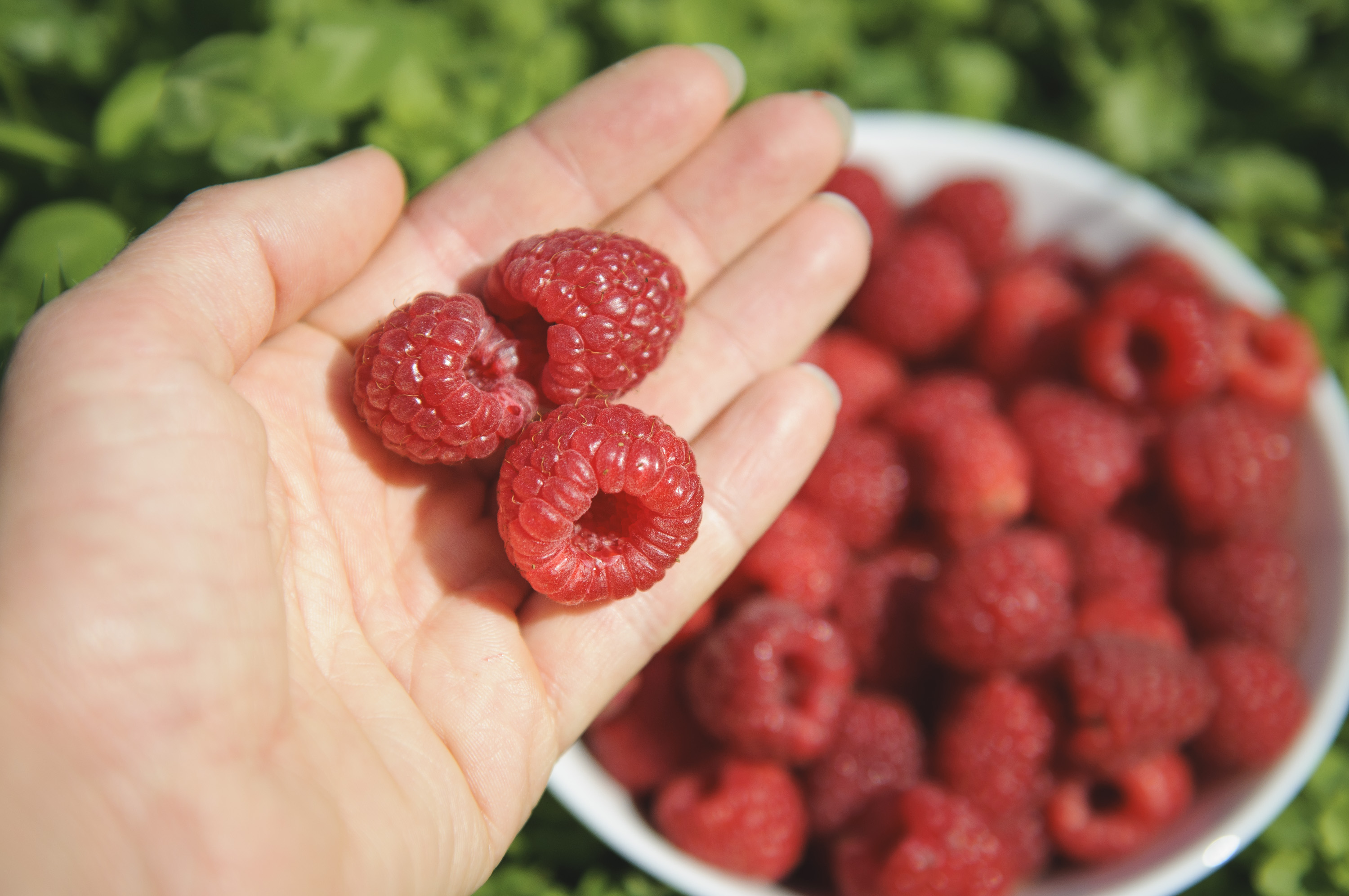 Саджанці ремонтантної малини - великі ягоди