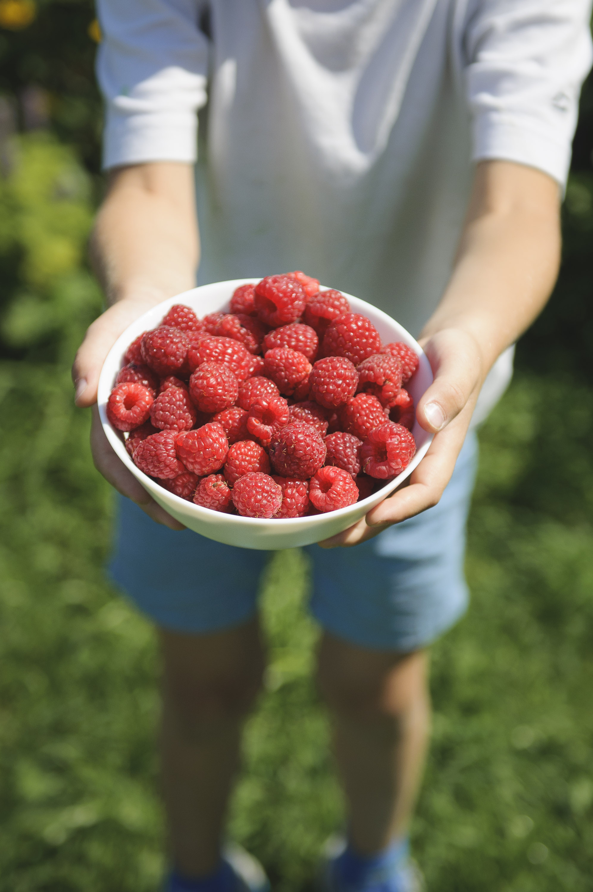 Саджанці ремонтантної малини - великі ягоди