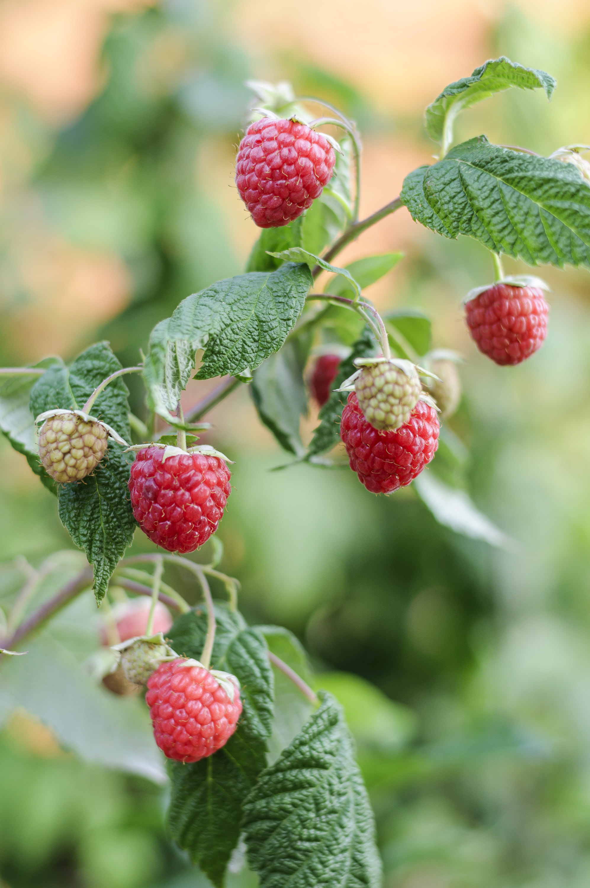 Саджанці ремонтантної малини - великі ягоди