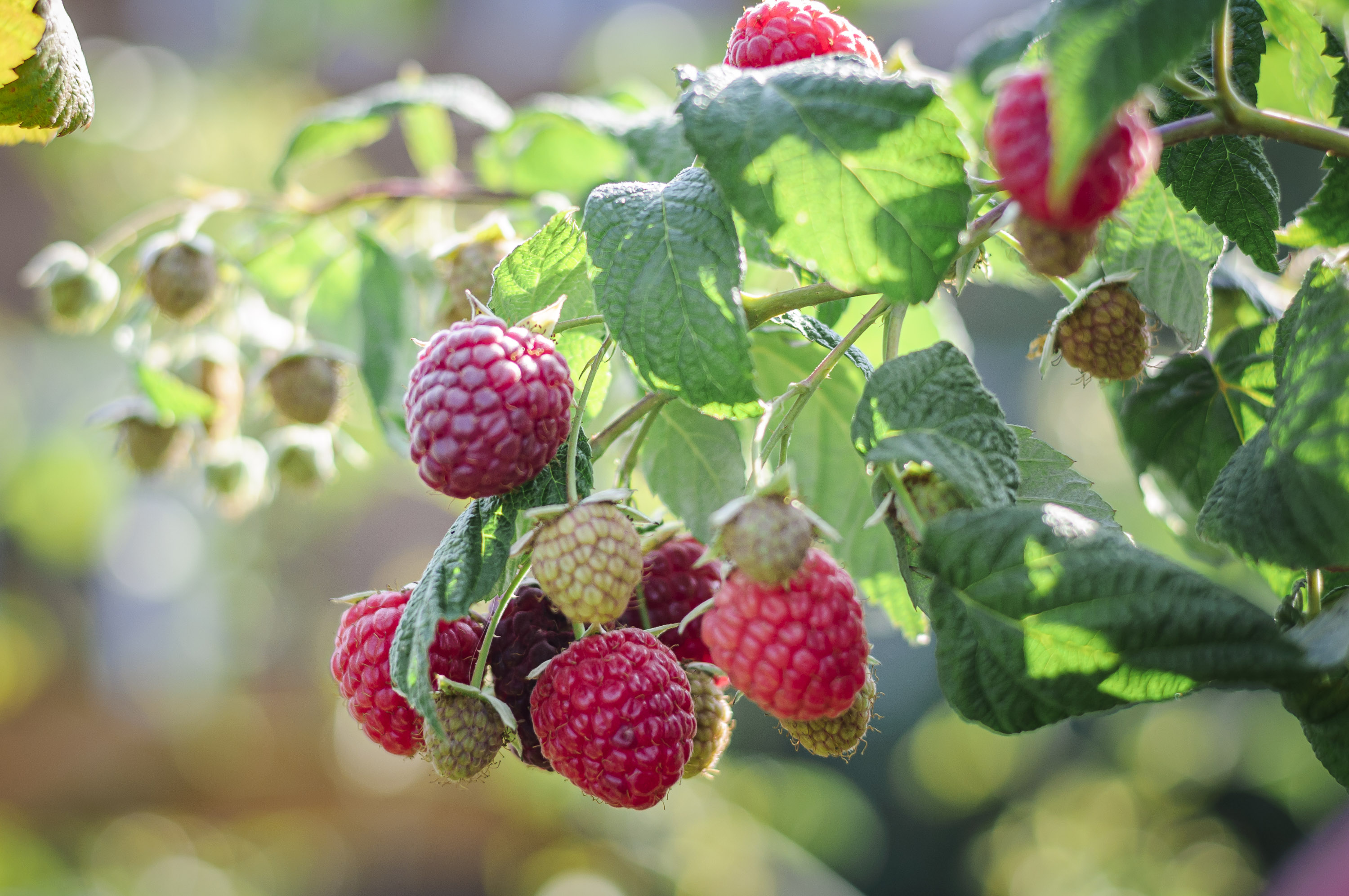 Саджанці ремонтантної малини - великі ягоди